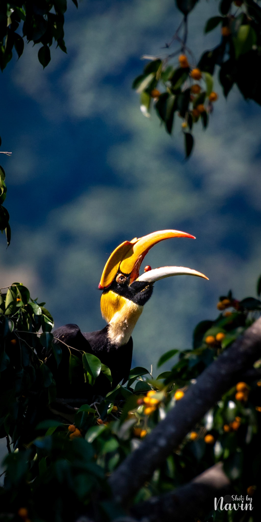 Great Hornbill