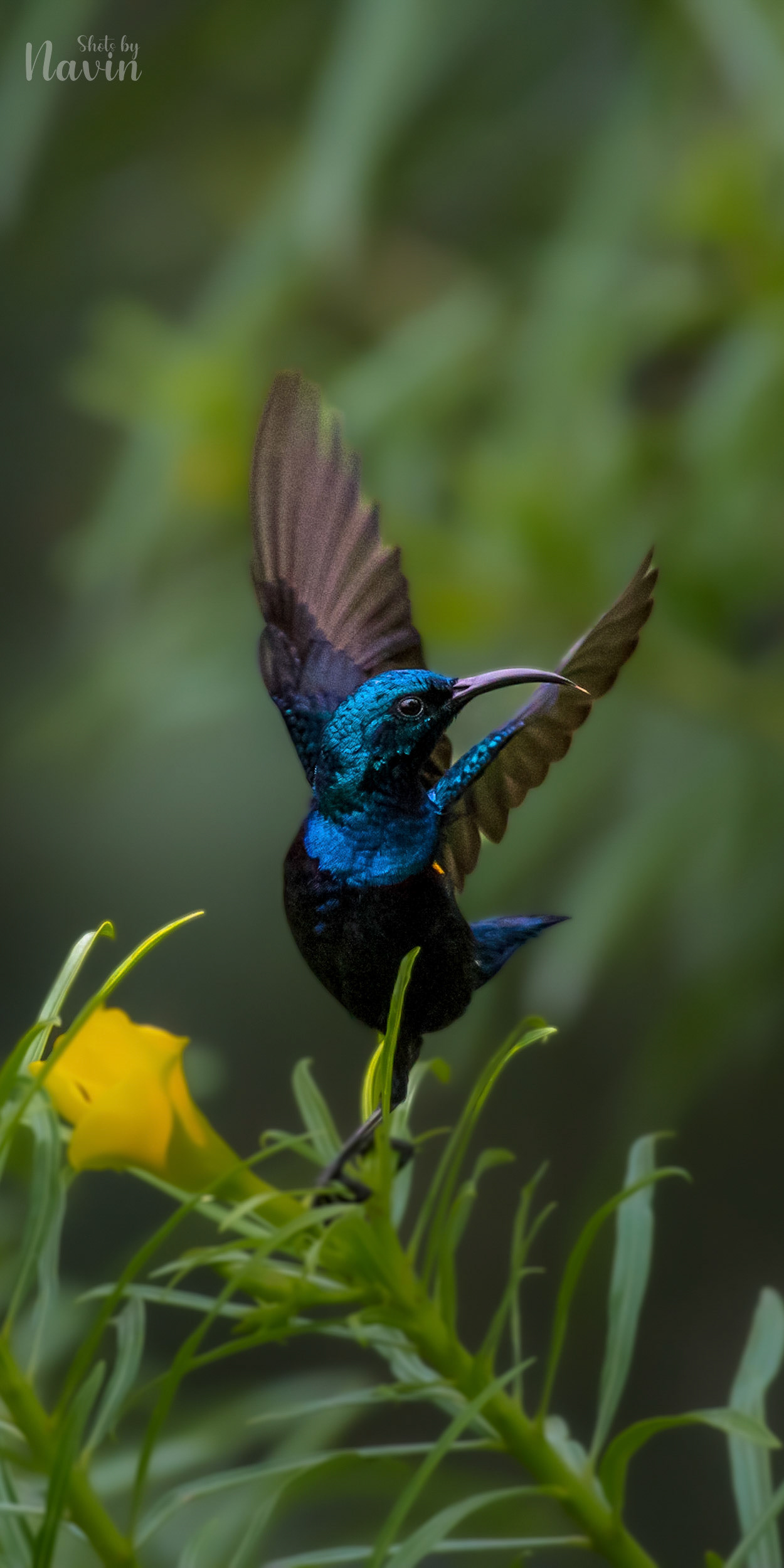 Purple Sunbird Male