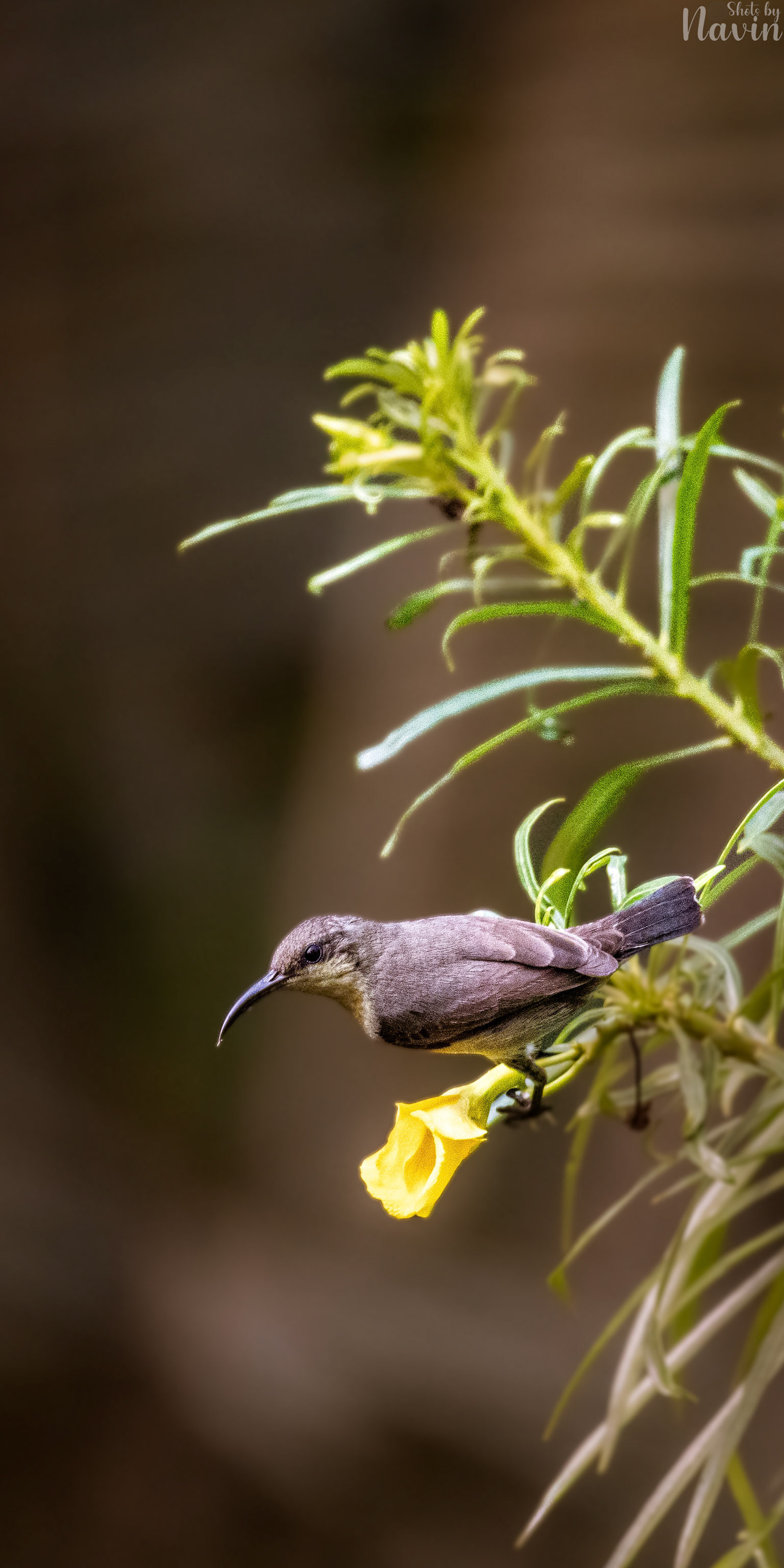 Purple Sunbird Female