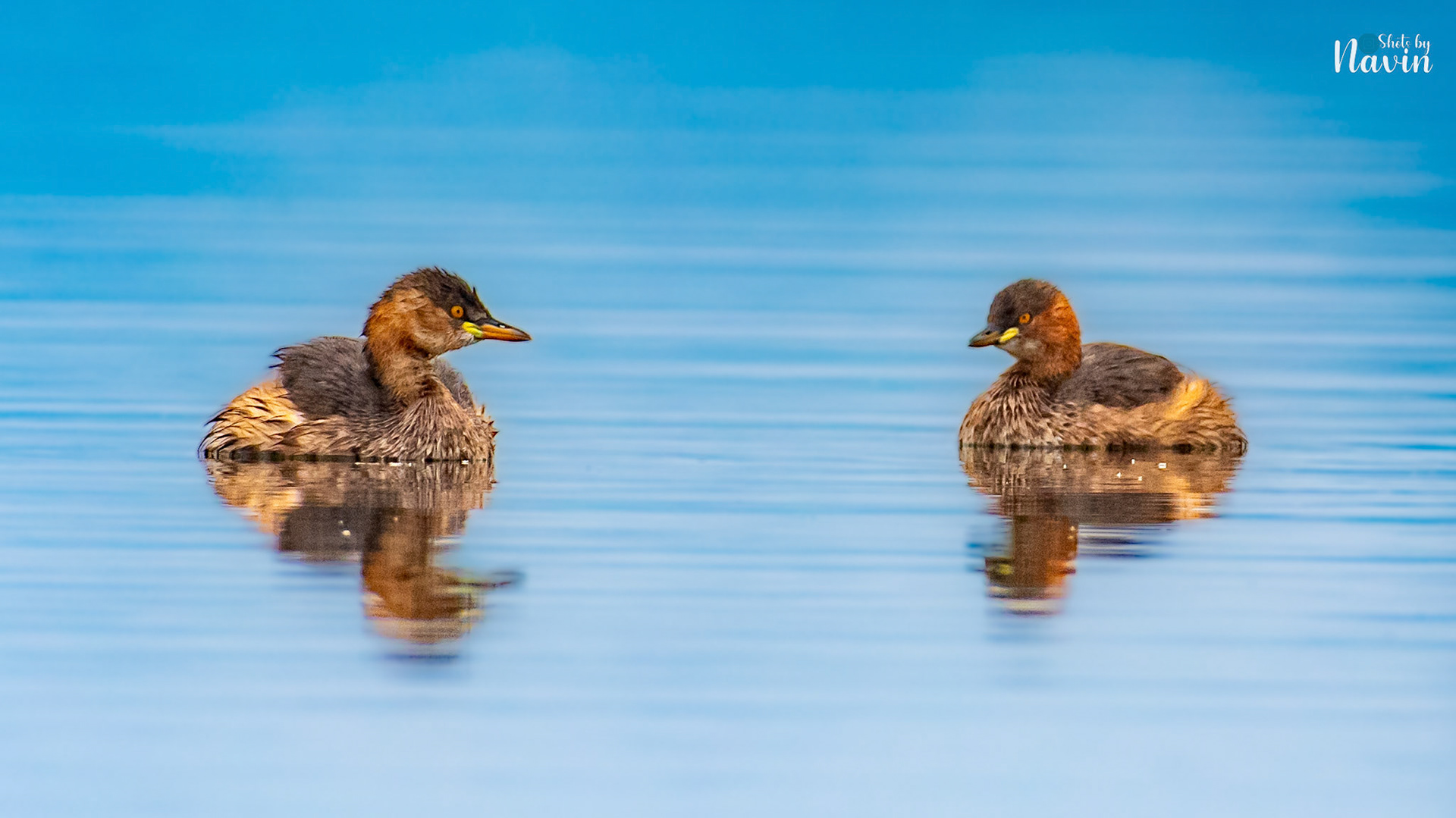 Litlle Grebe
