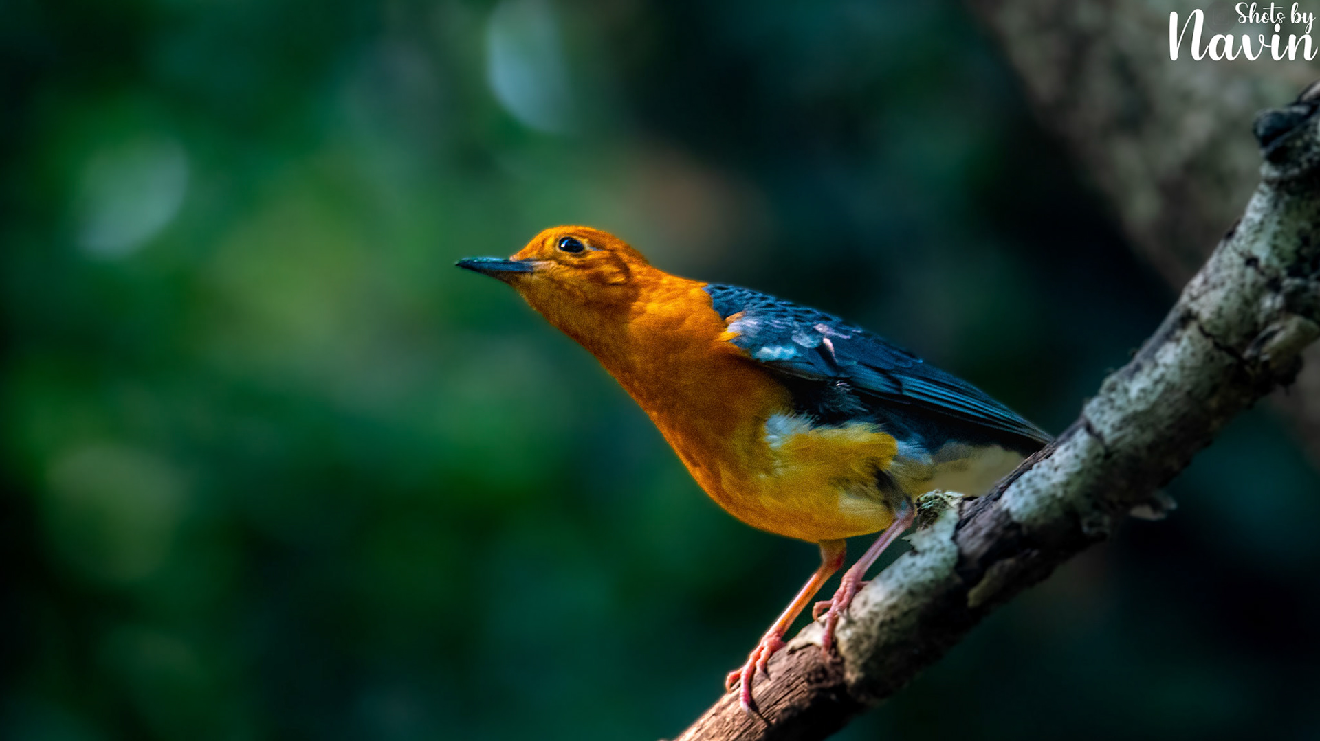 Orange Headed Thrush