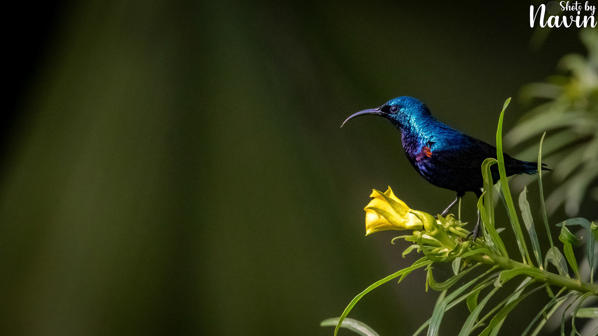 Purple Sunbird Male