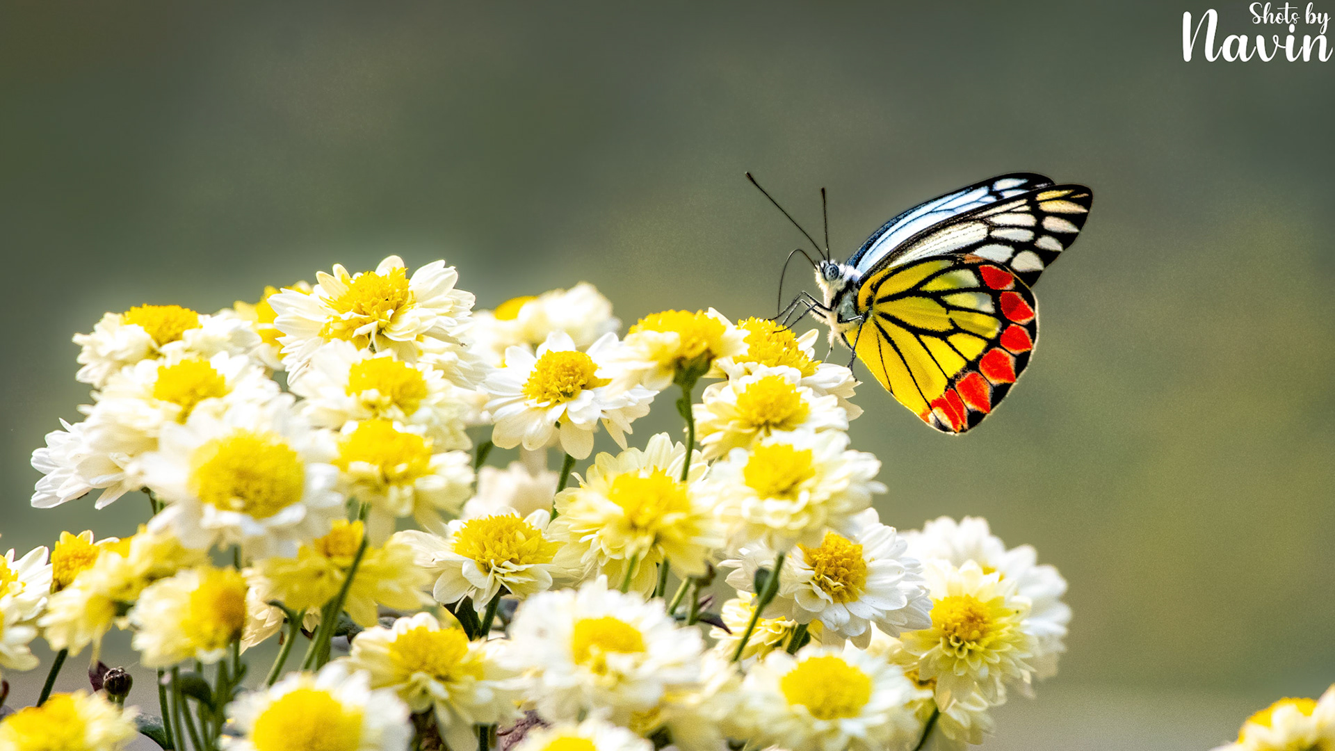 Common Jezebel Butterfly sucking nectar