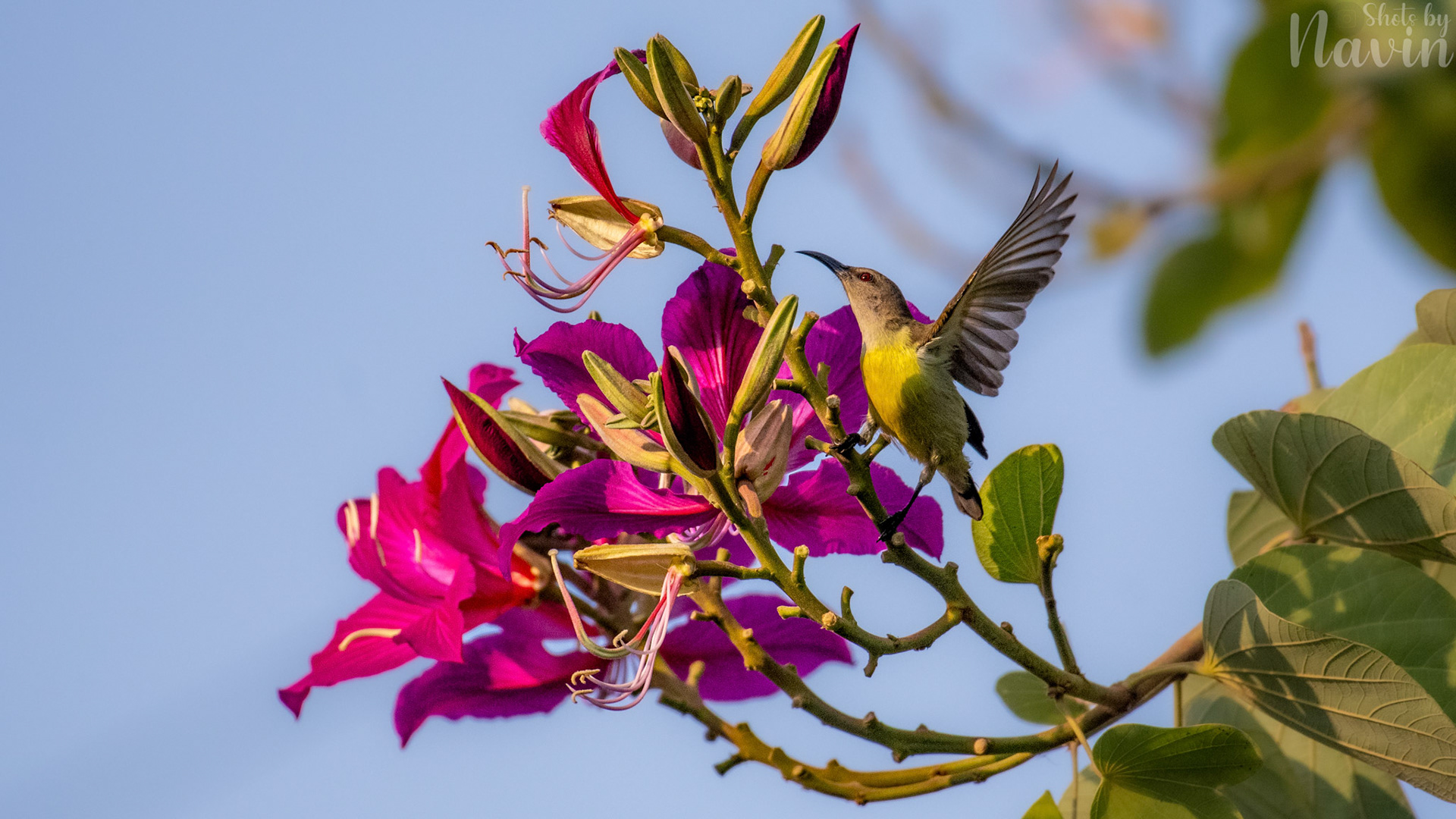 Purple Rumped Sunbird Female