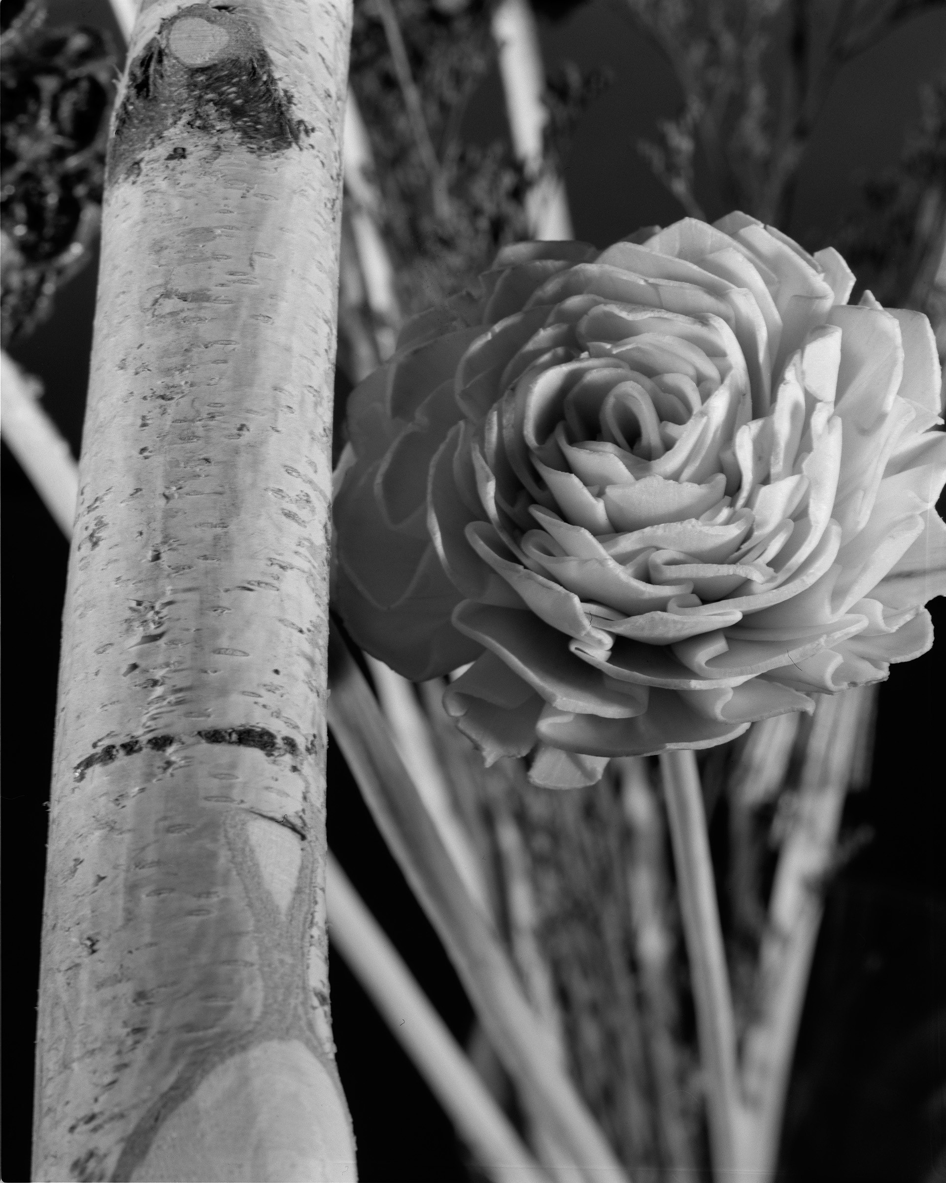 Silent Blooms - Studio Work