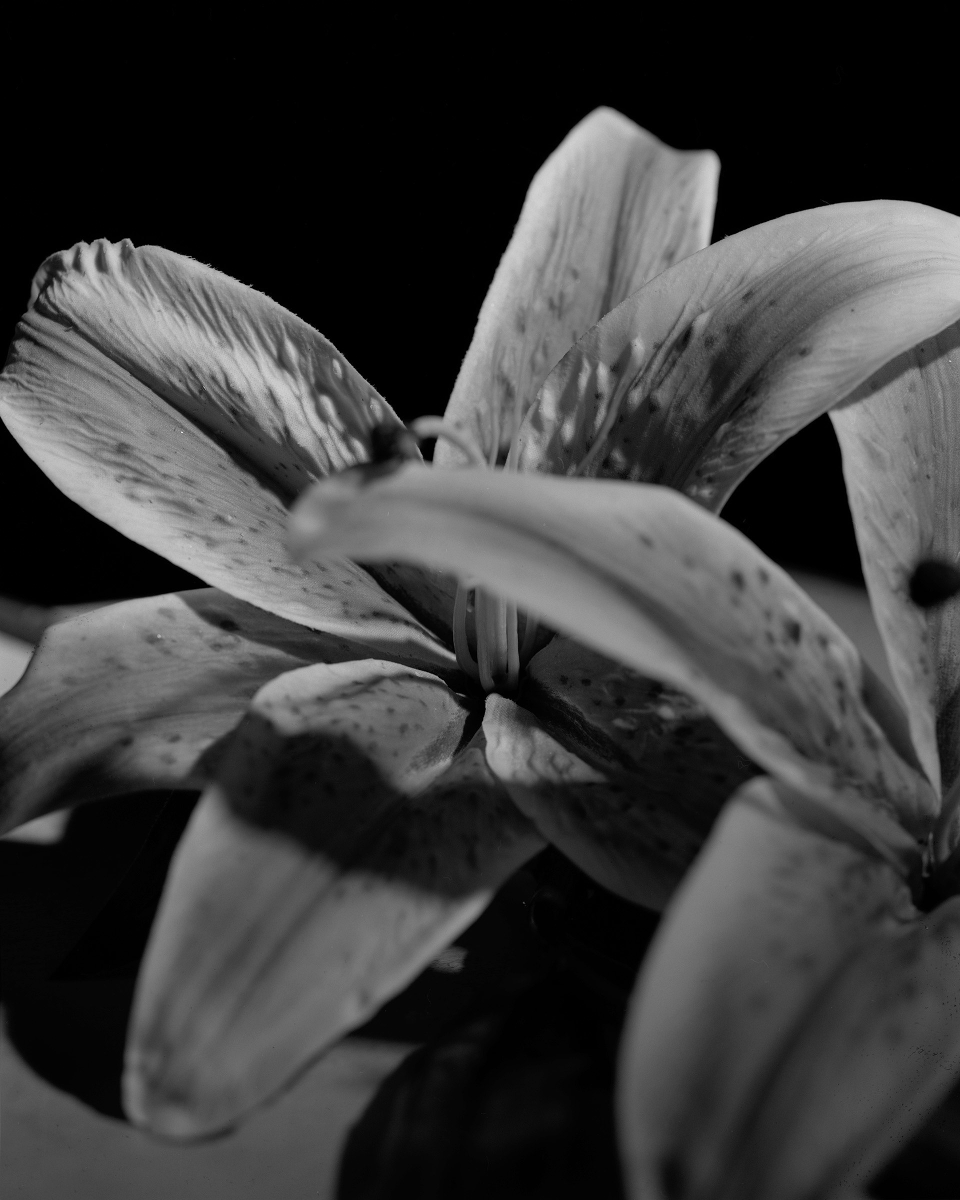 Silent Blooms - Studio Work