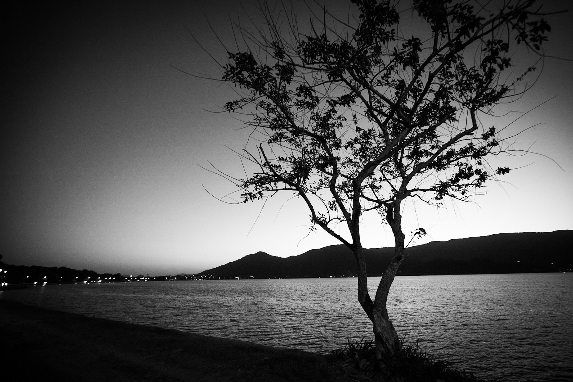 Lonely Tree