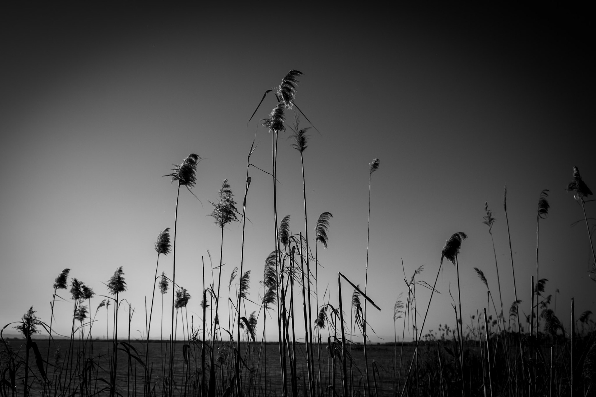 Albufera, Valencia, Spain