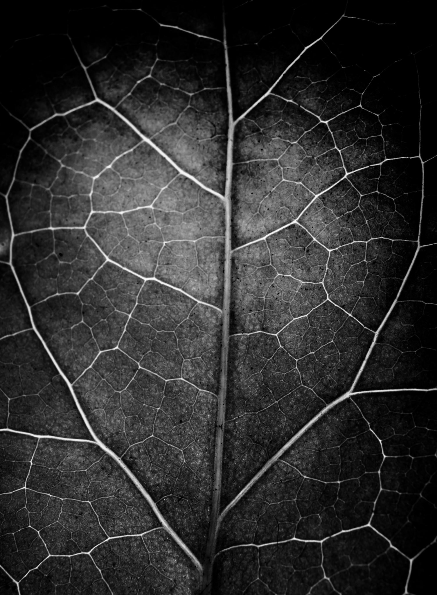 Macro Textures