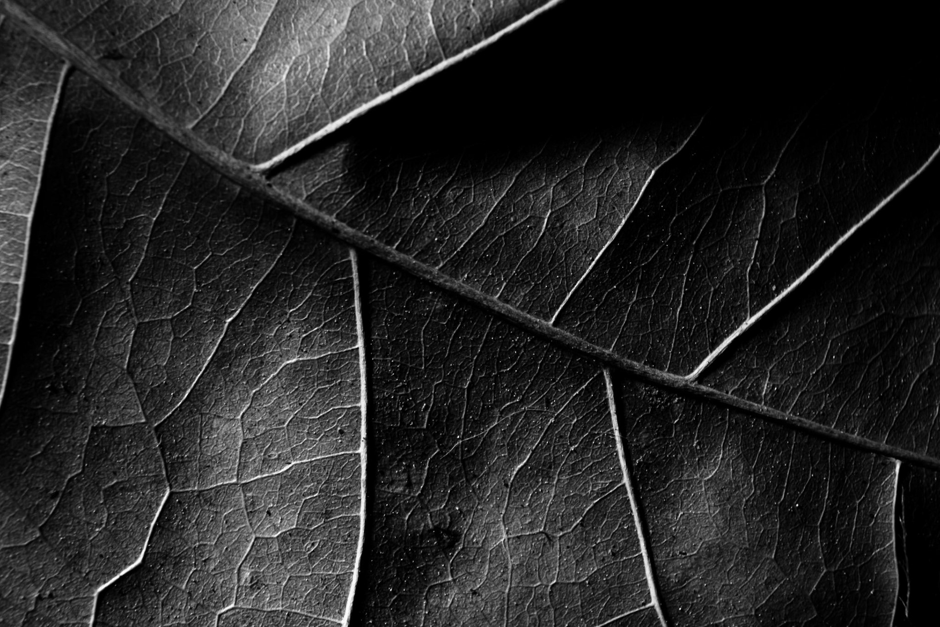 Macro Textures