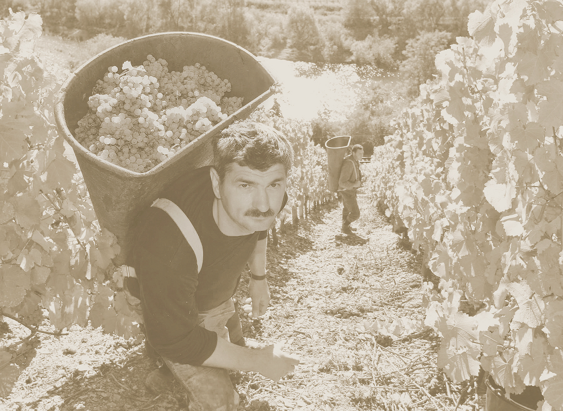 Wandmotive (© Weingut Van Volxem)