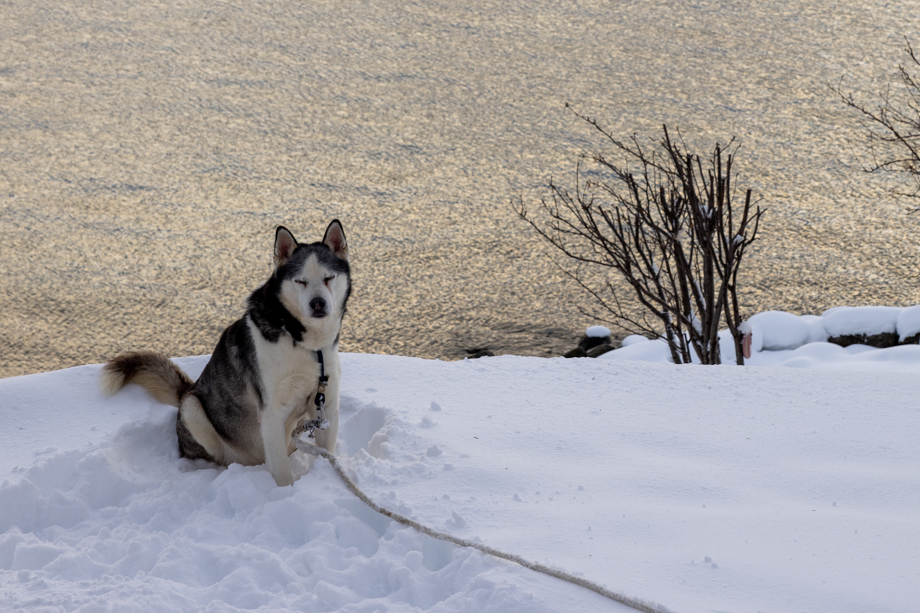 huski houdt de wacht