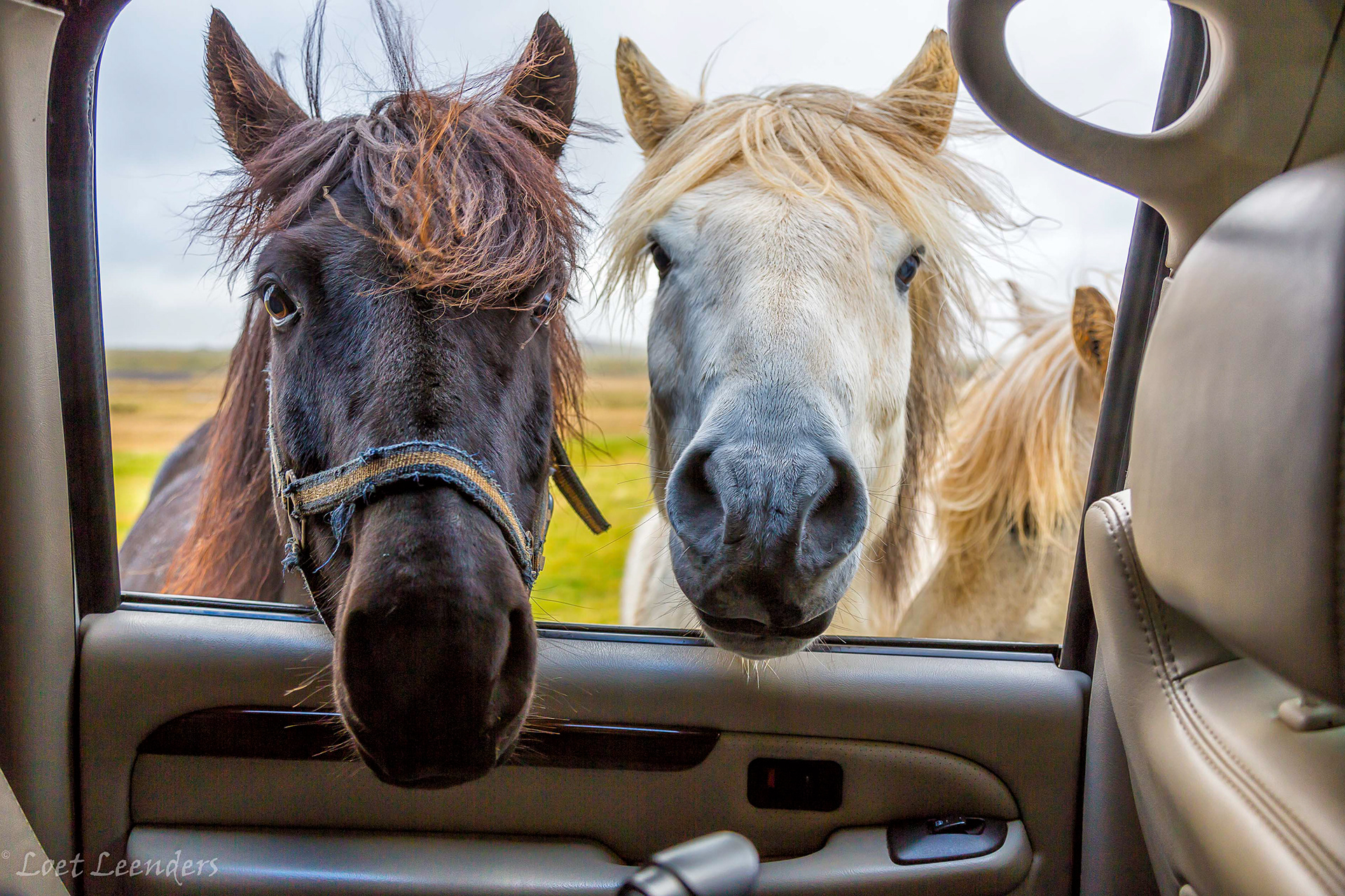 Nieuwsgierige paarden