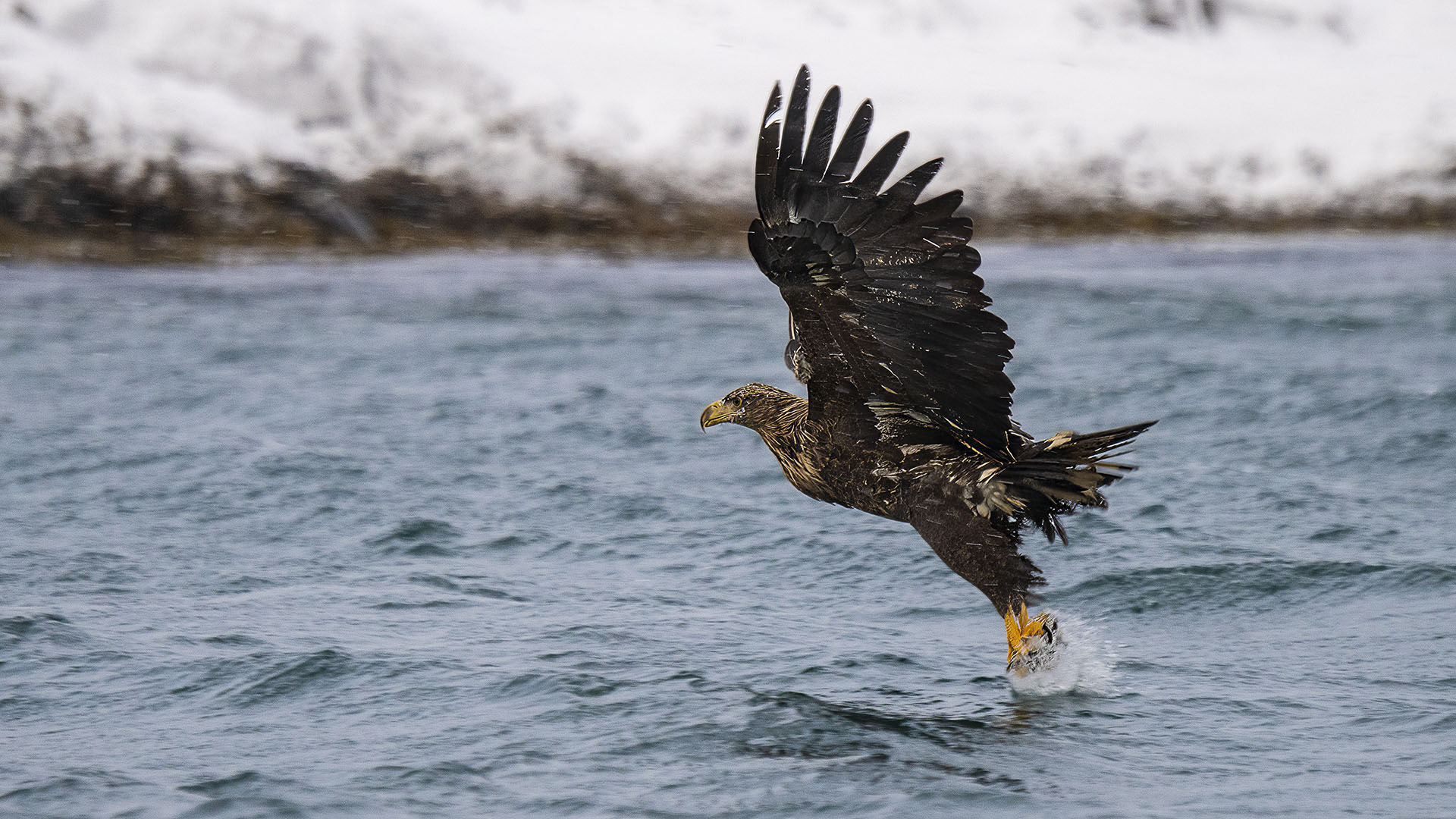 Zeearend (white tailed sea eagle)