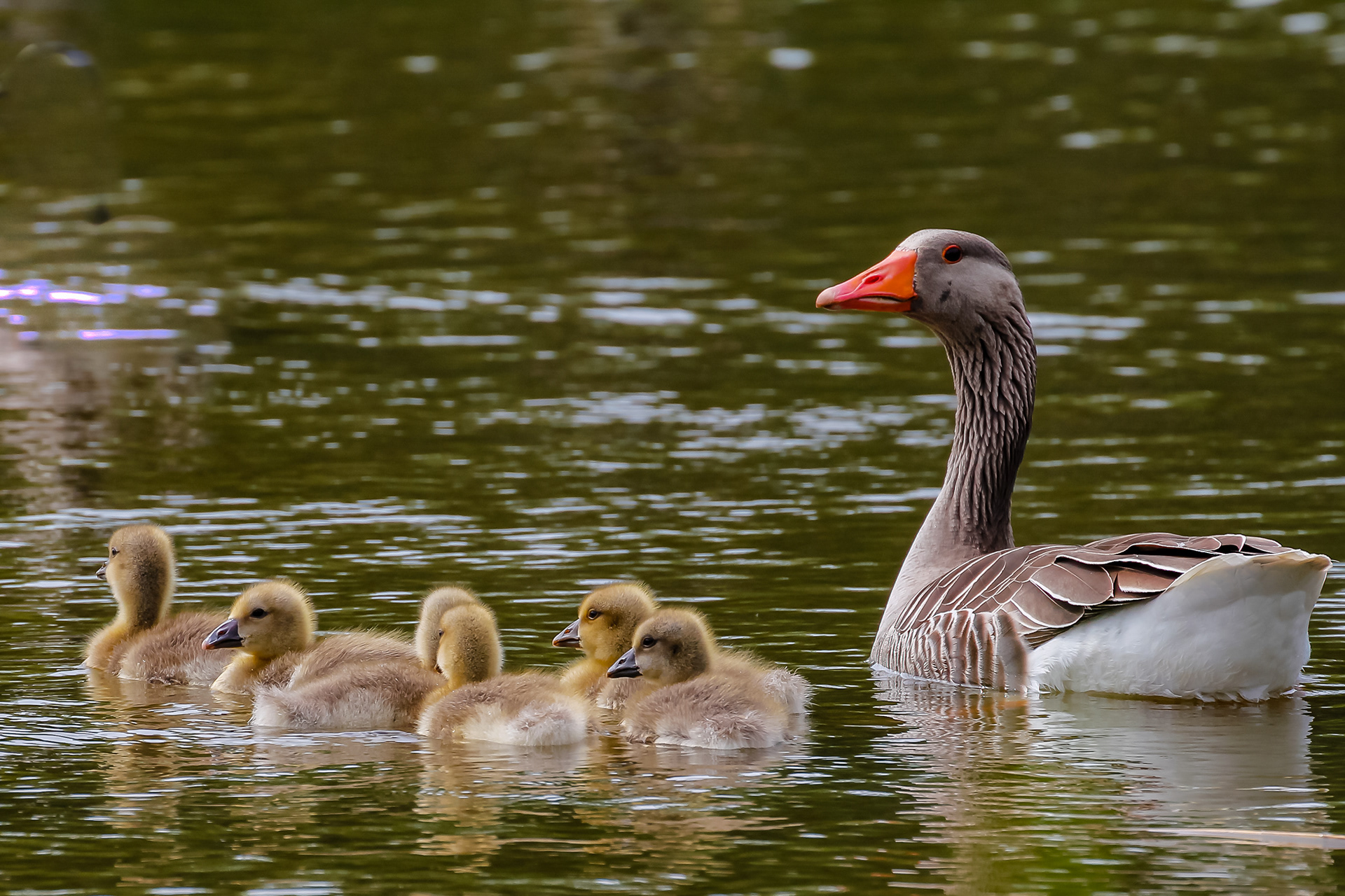 Grauwe gans met jongen