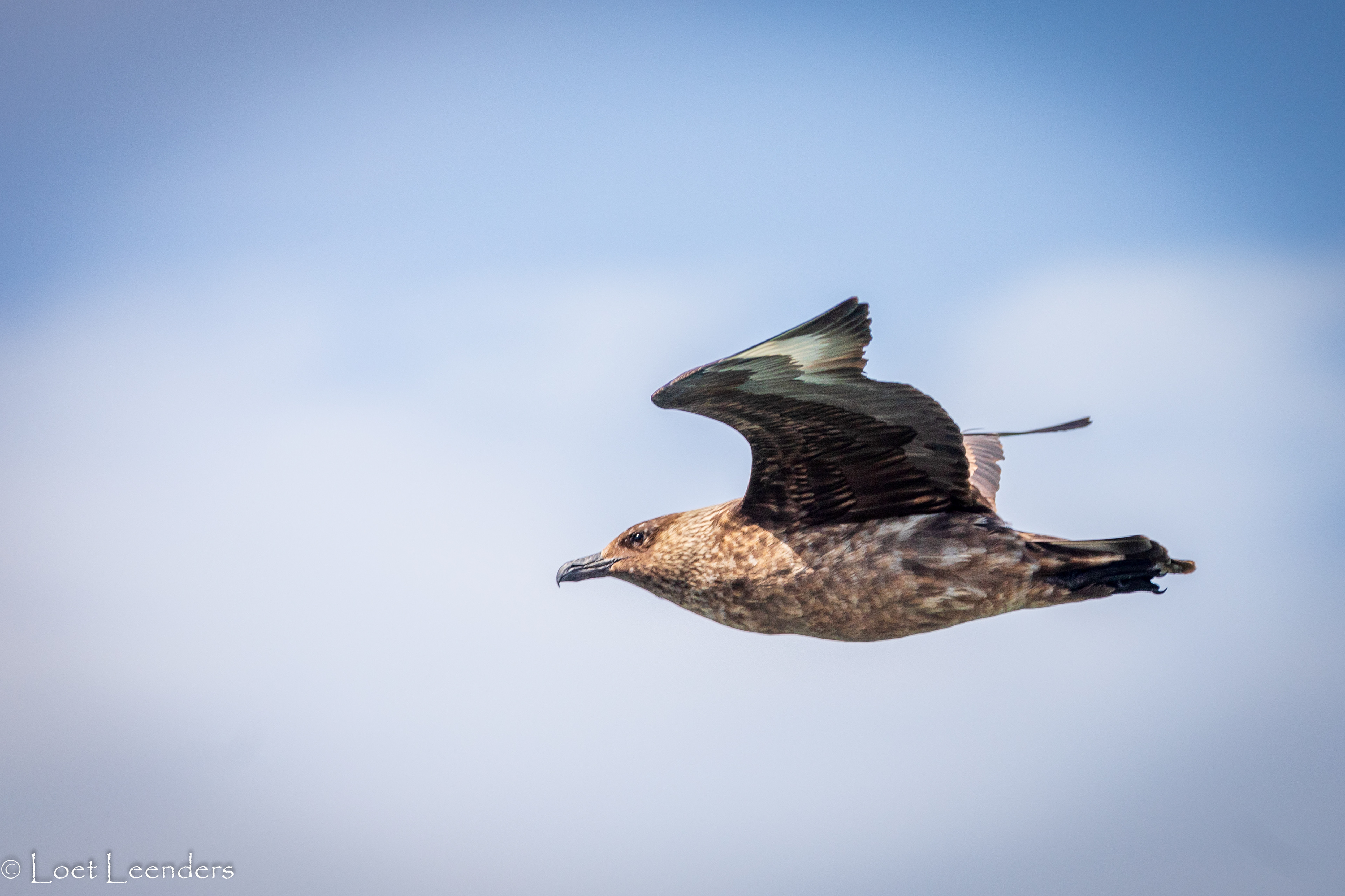Skua oftewel een Grote Jager op jacht