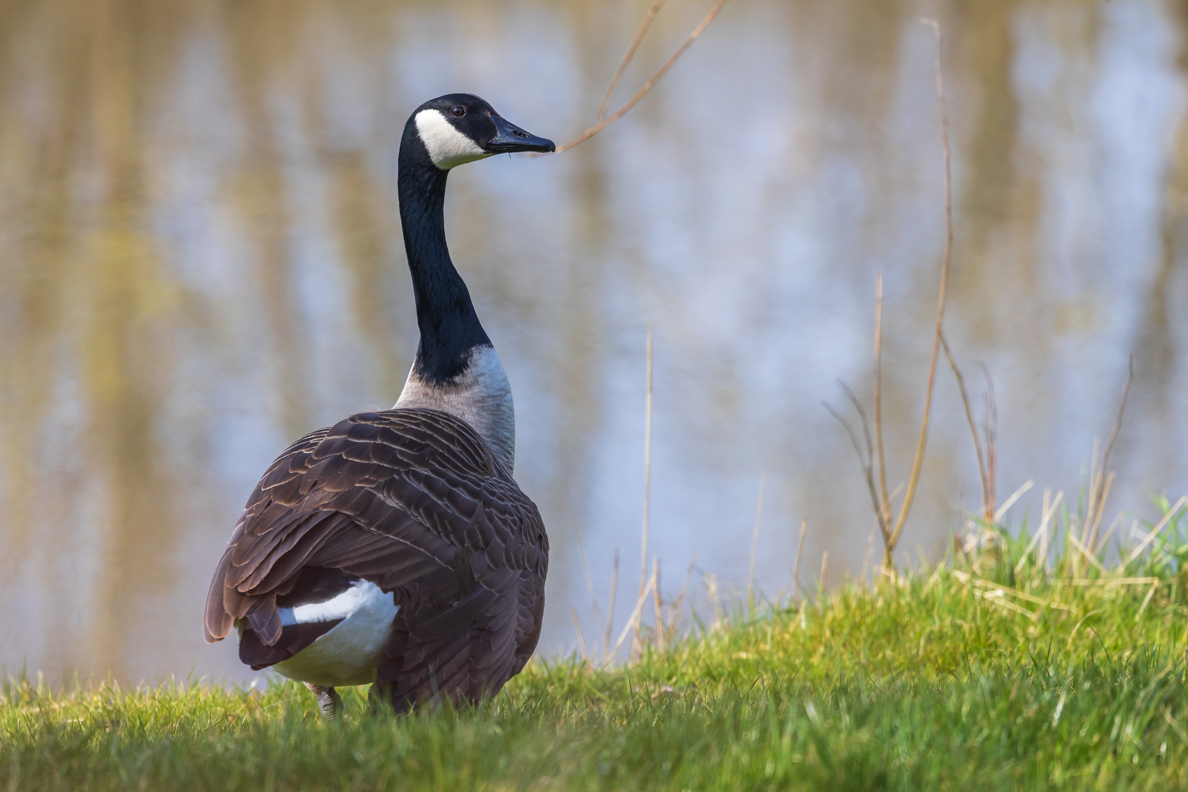 Canadese gans
