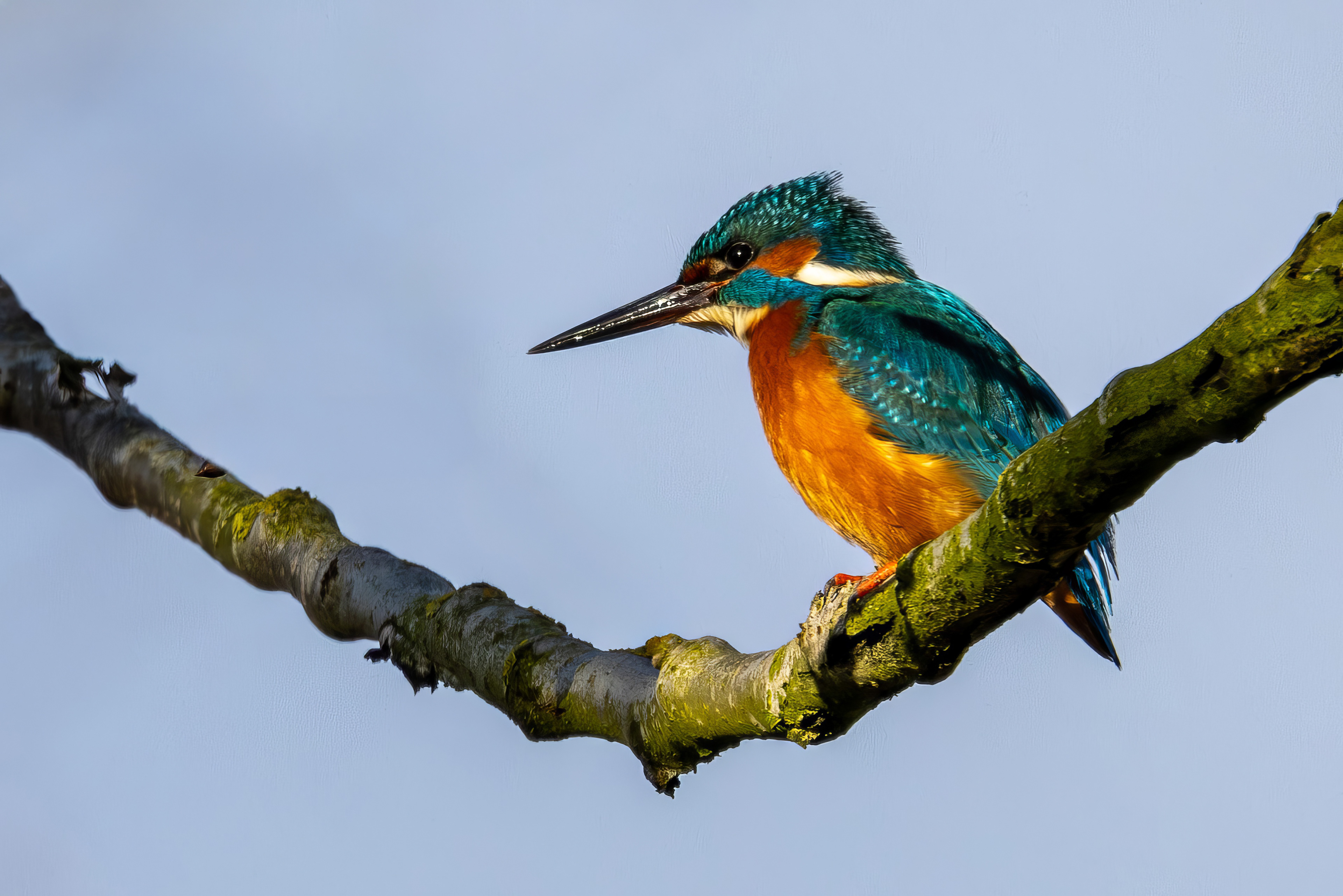 IJsvogel