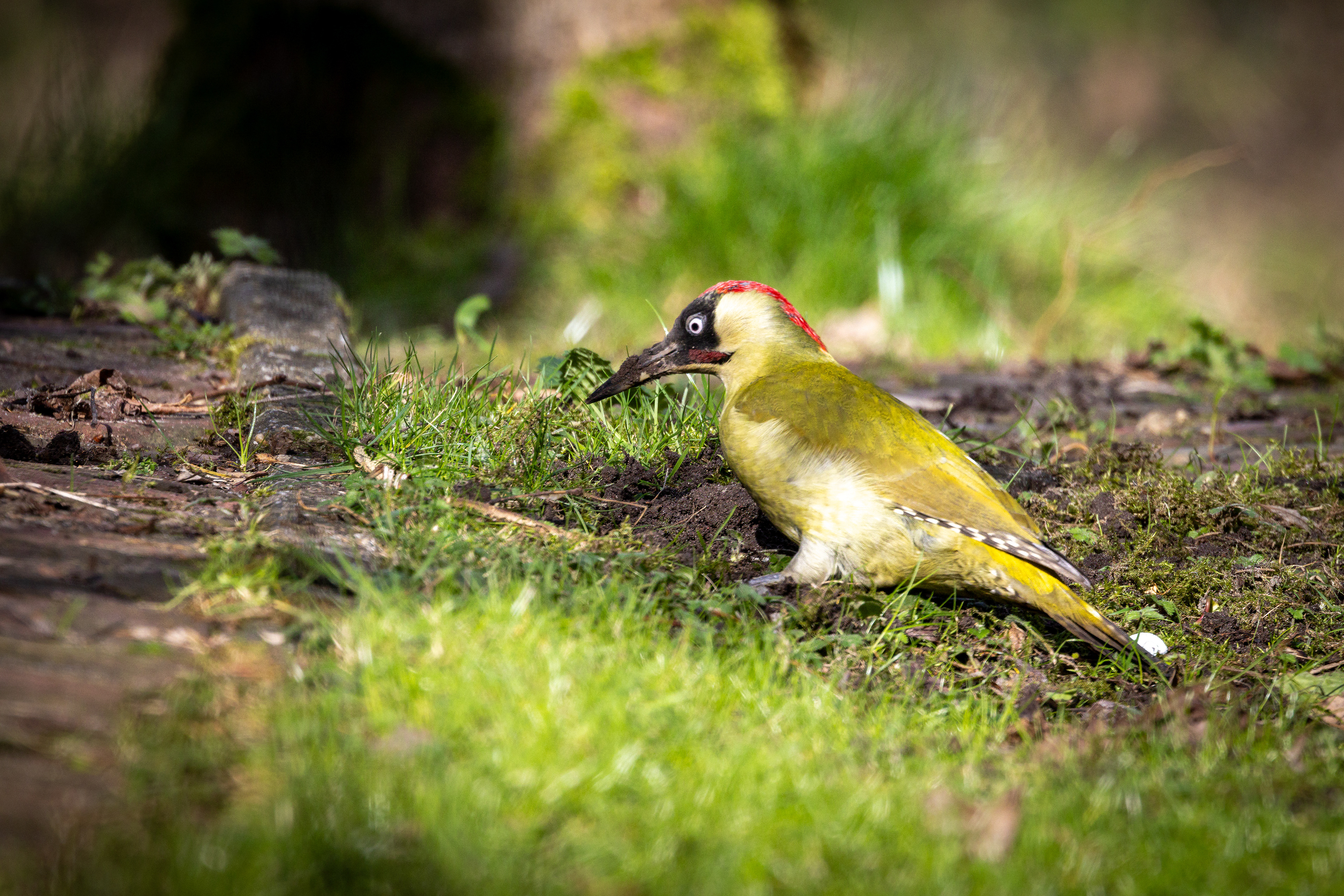 Groene specht