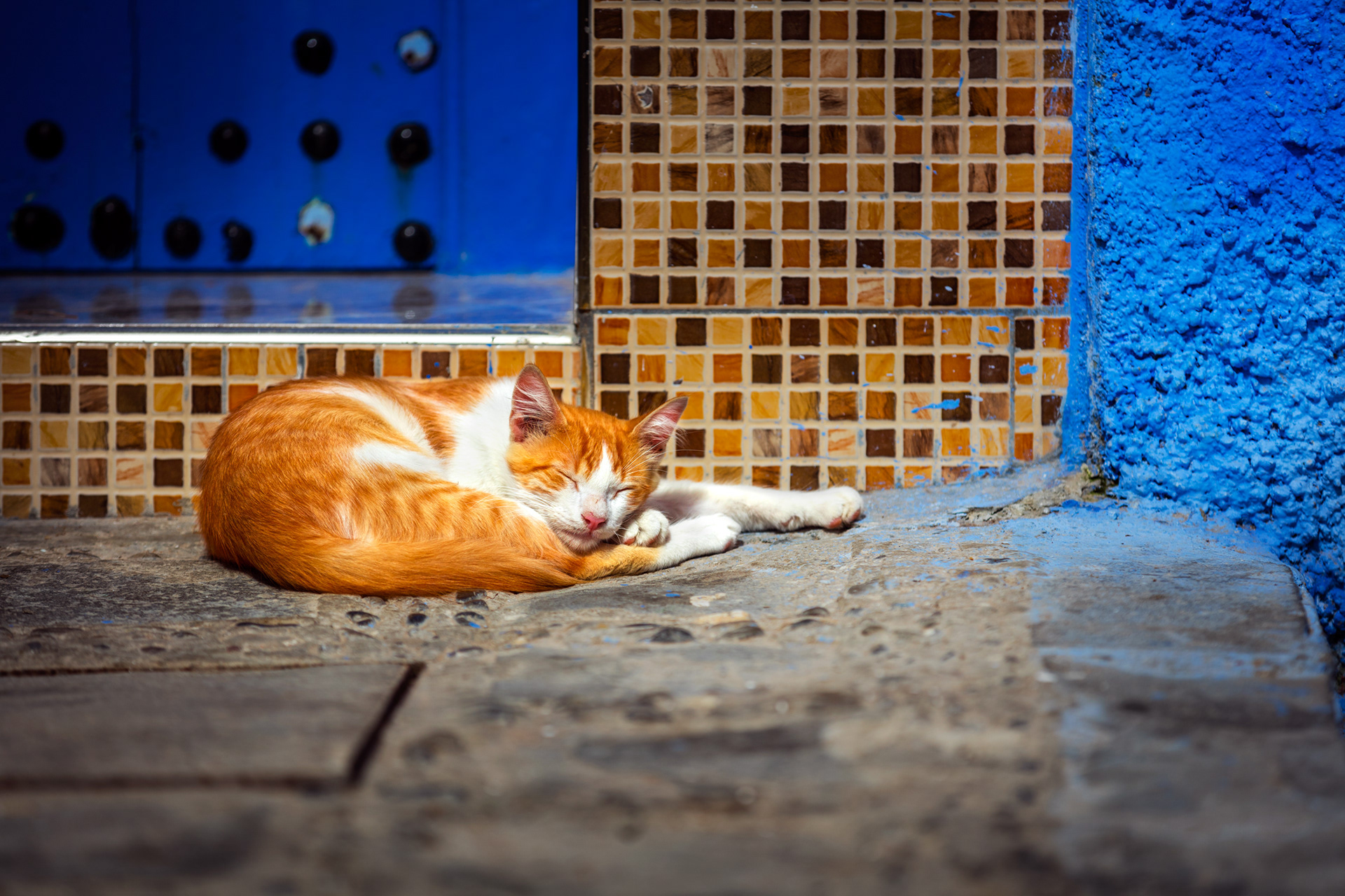 CATNAP