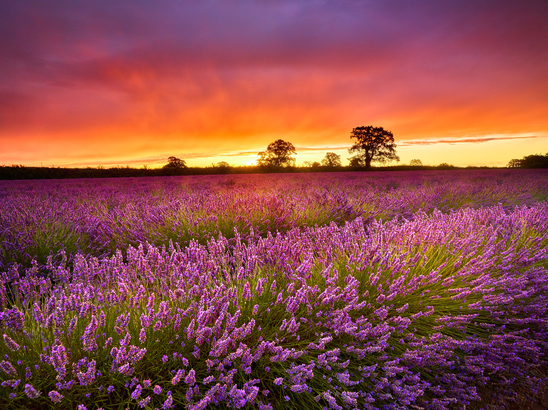 LAVENDER HILL