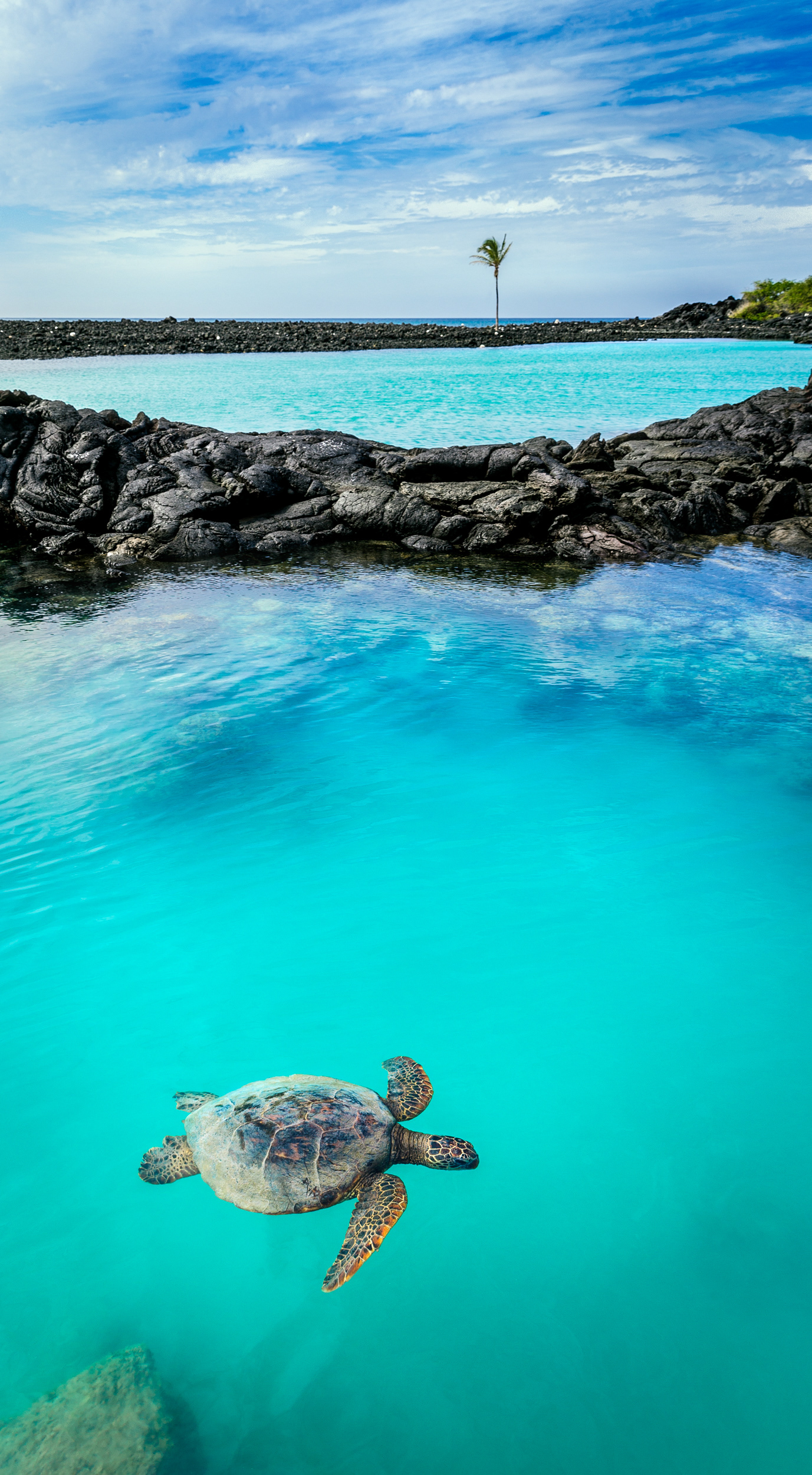 KIHOLO BAY TURTLE