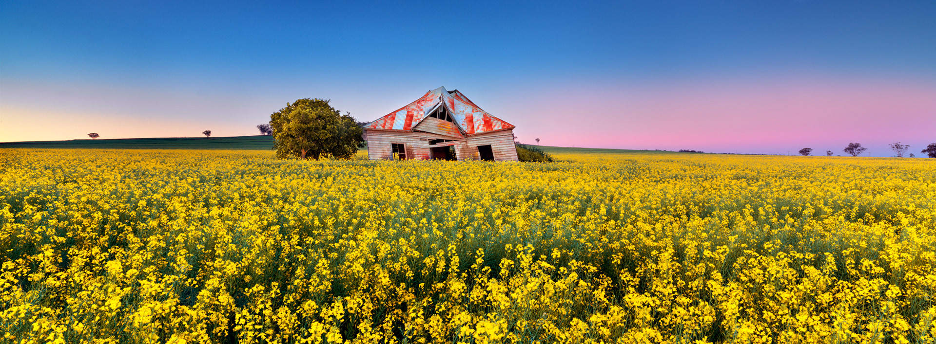 FIELD OF DREAMS