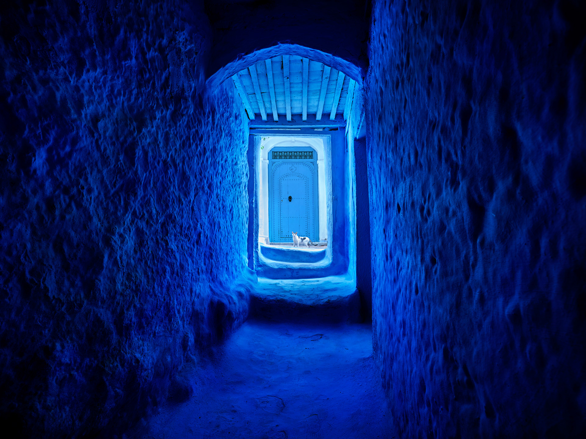 LE CHAT BLEU