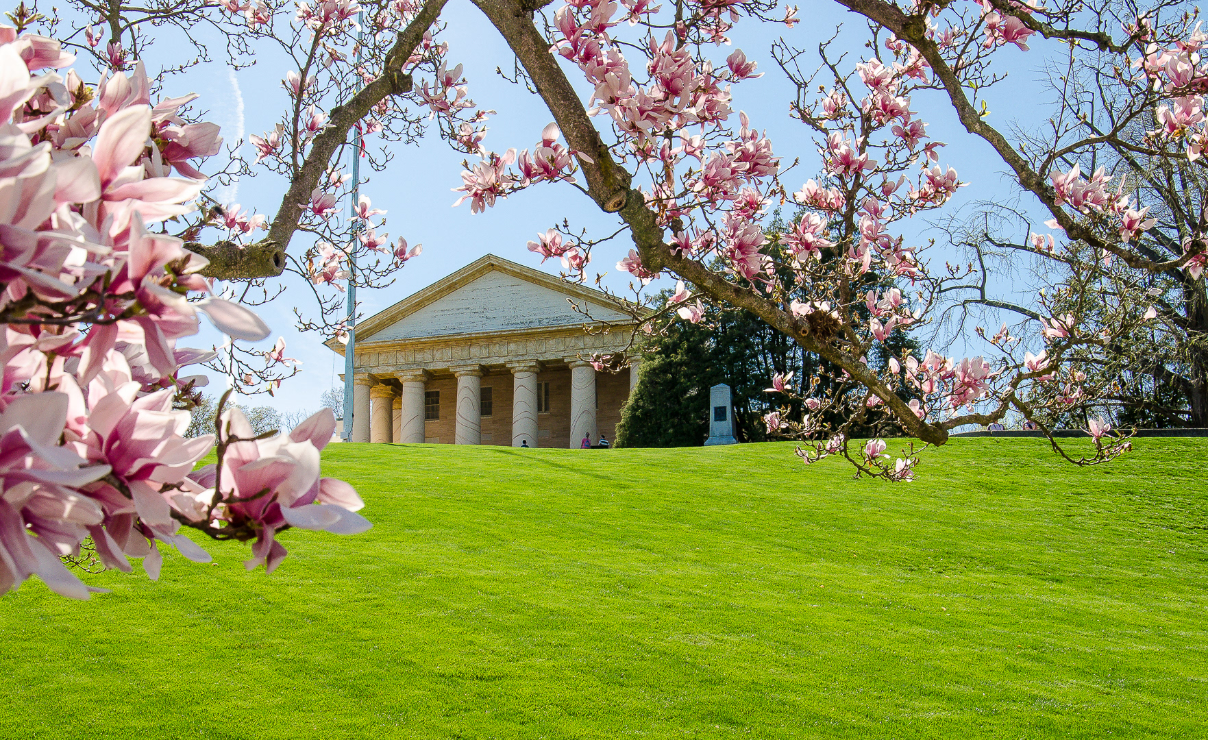 Washington Cherry Blossoms — Victory Dance Creative