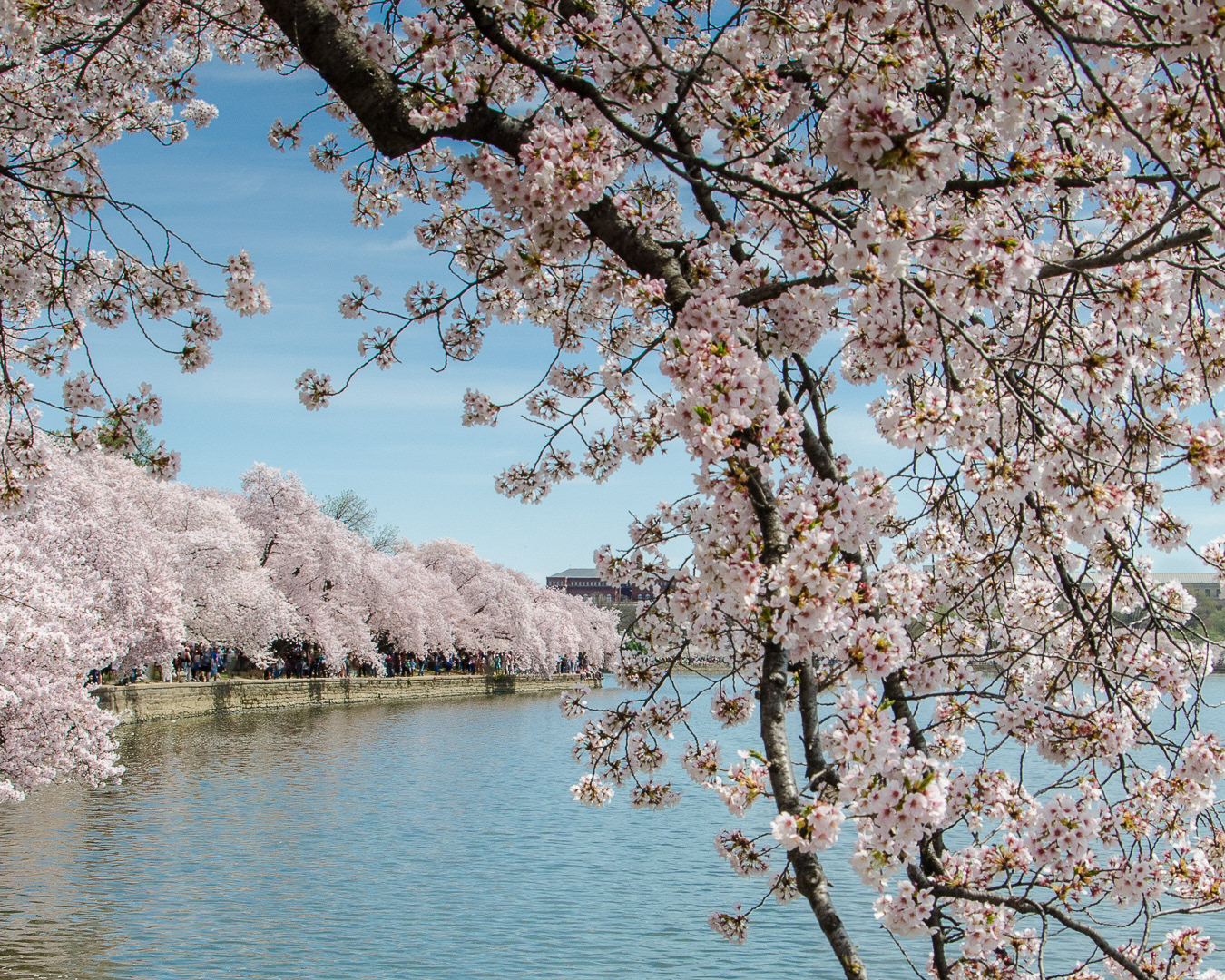 Washington Cherry Blossoms — Victory Dance Creative