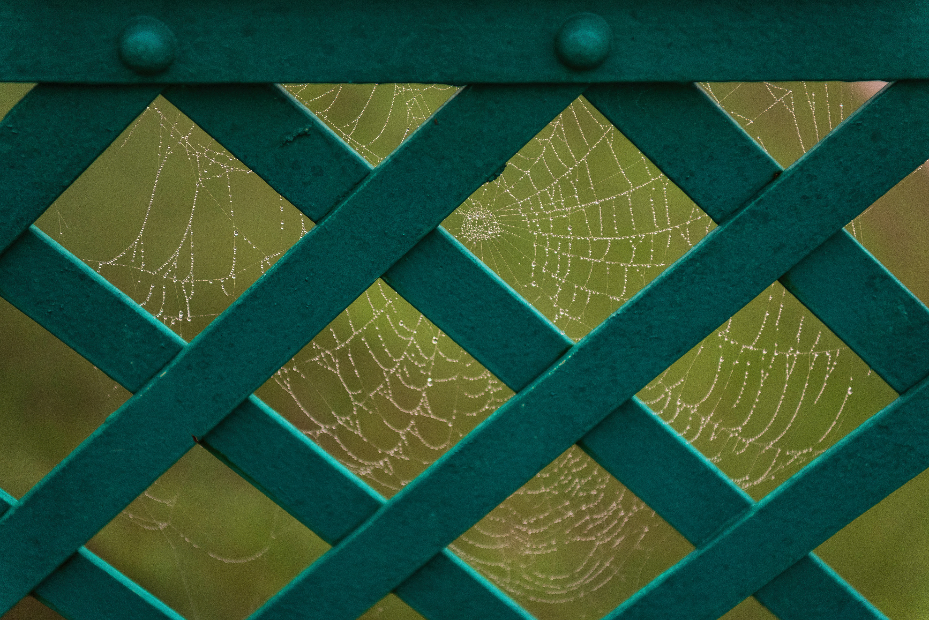 Condensation on Cobwebs on the Gay Street Bridge.