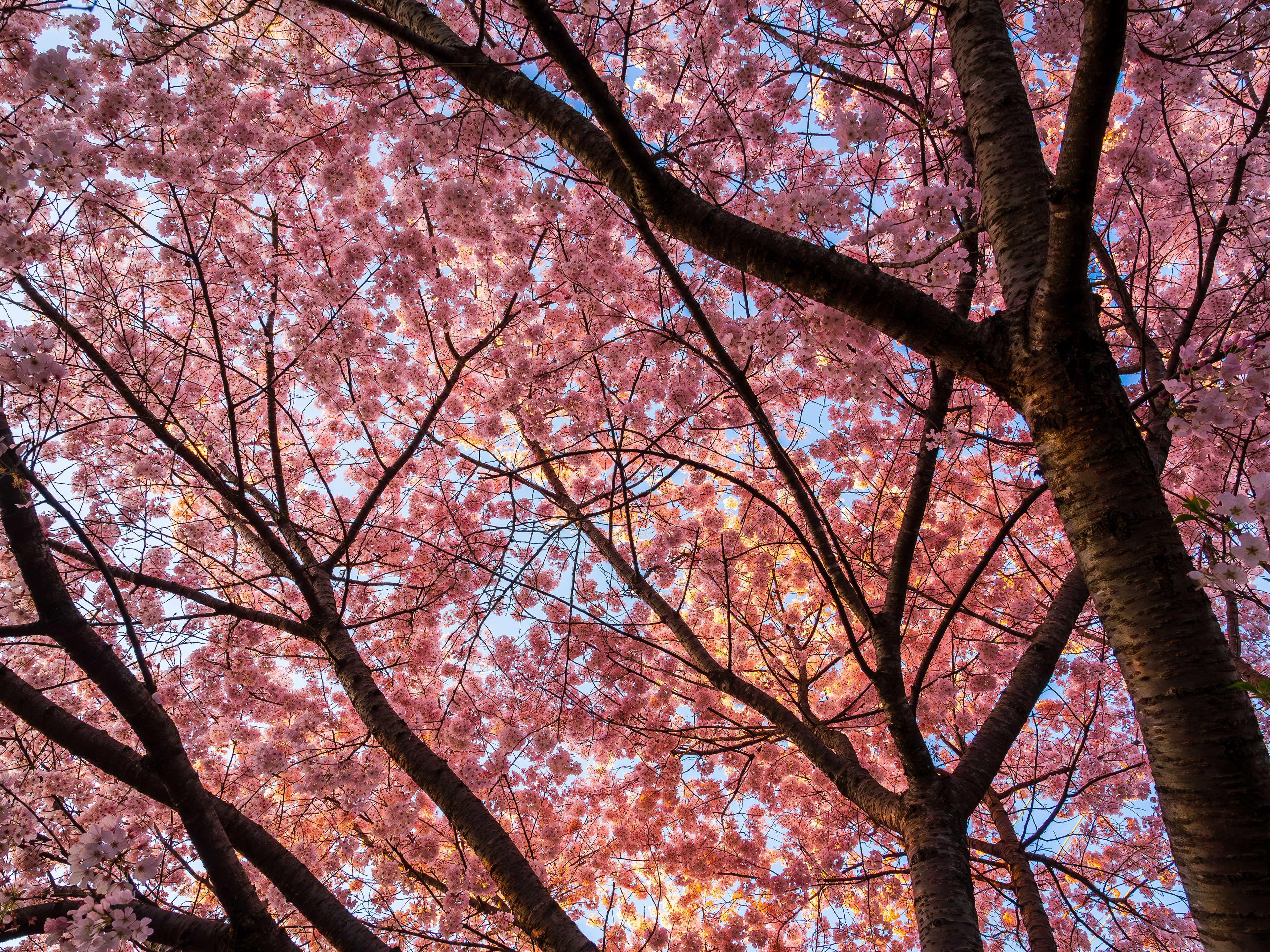 Spring Cherry Blossoms at UT Garden, Knoxville, Tennessee.