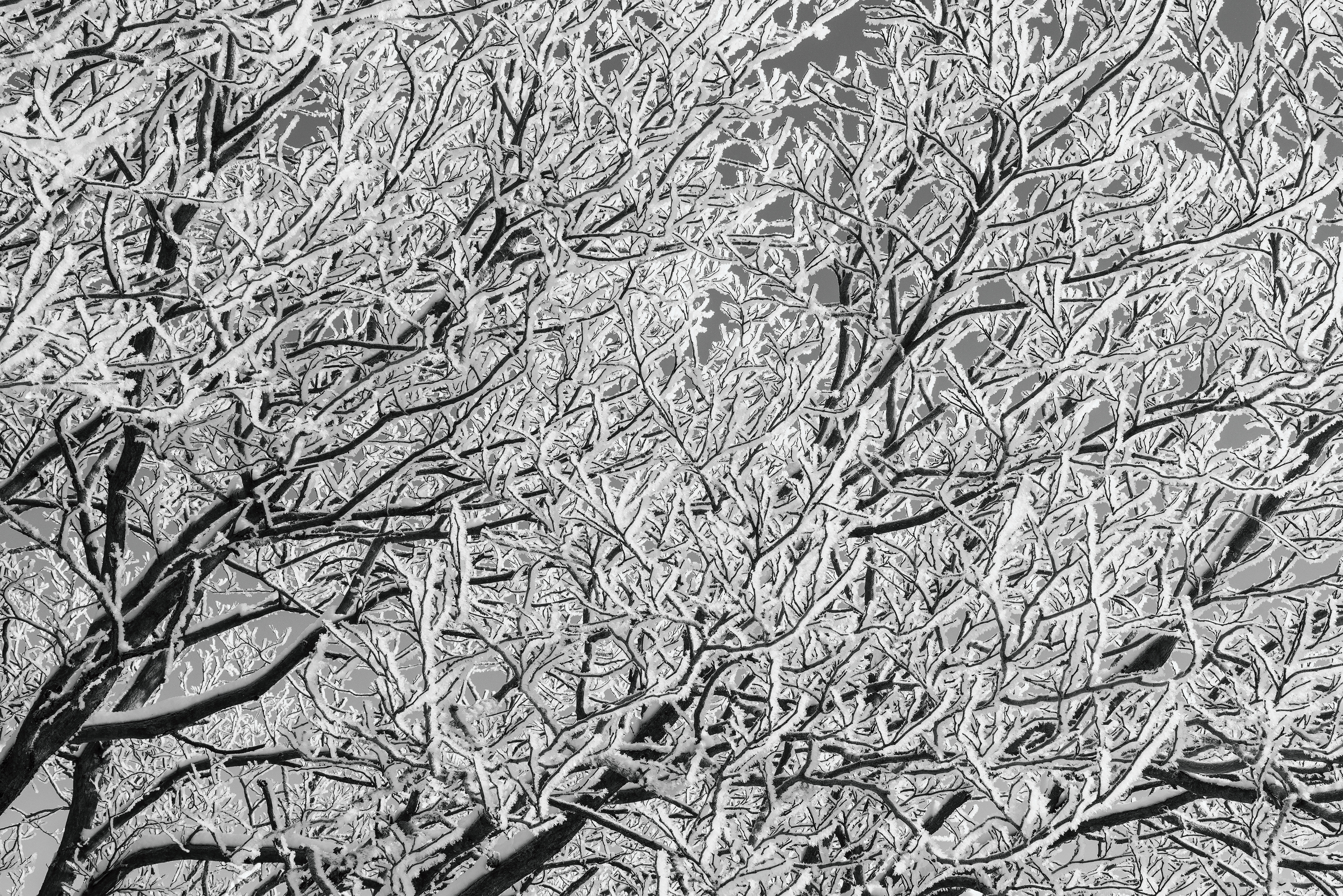 Iced Tree in Downtown Knoxville