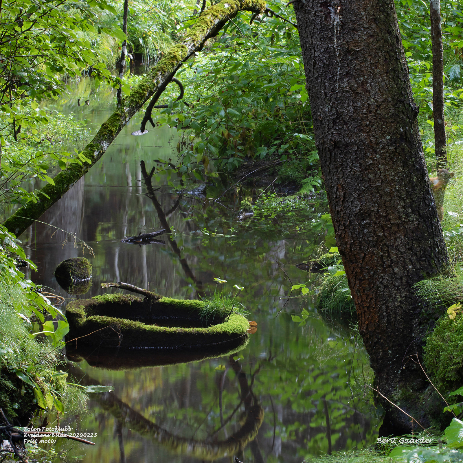 Foto: Berit Gaarder KB20200225 Fritt motiv KVELDENS BILDE