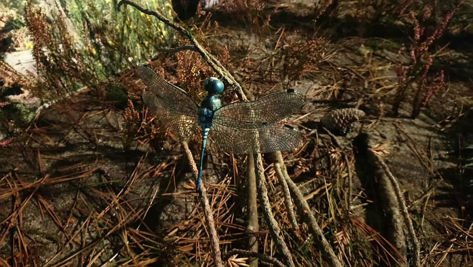 La leuccorhine in situ