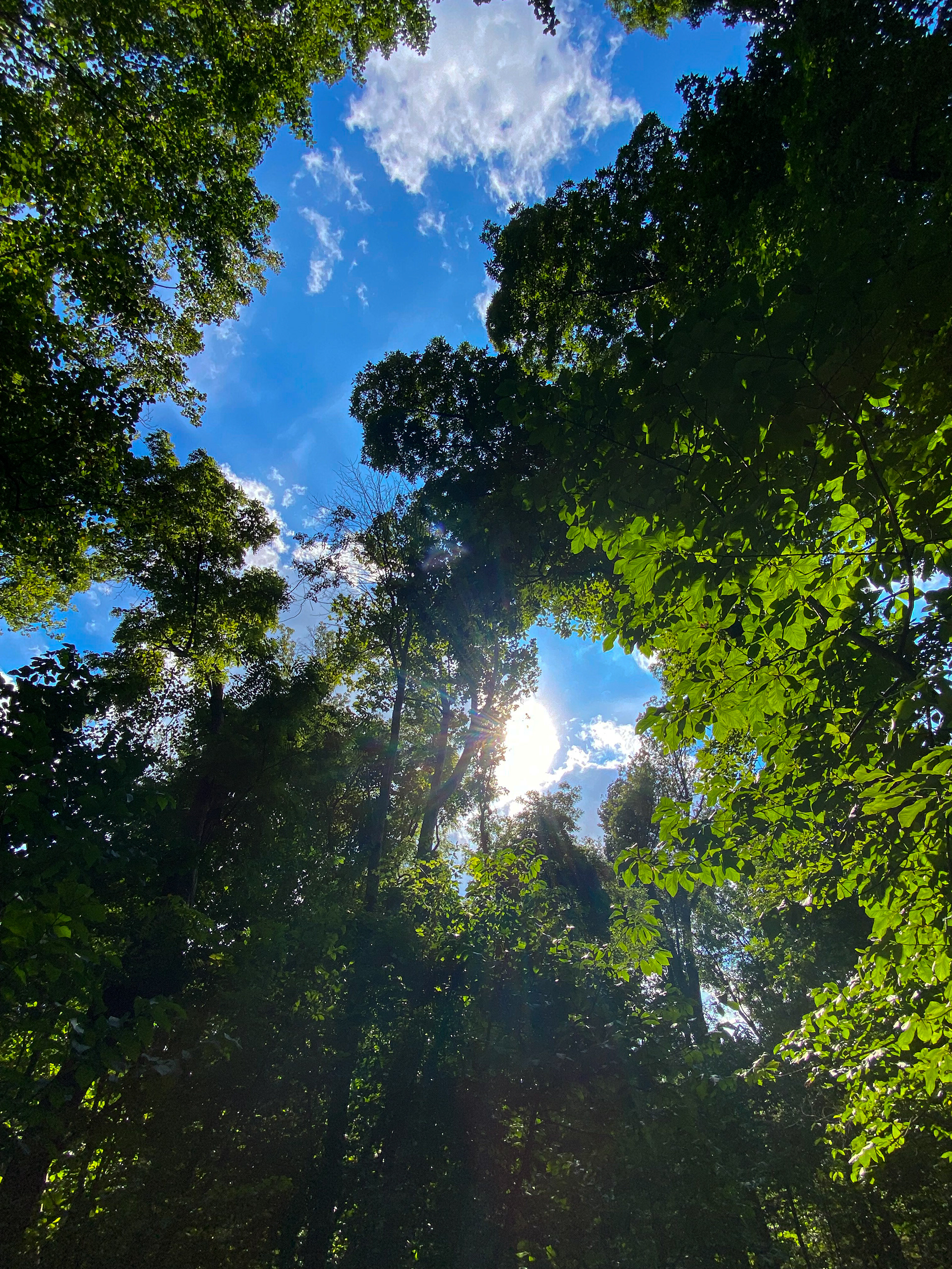 Untitled. 2021 Watkins Regional Park Upper Marlboro, MD 