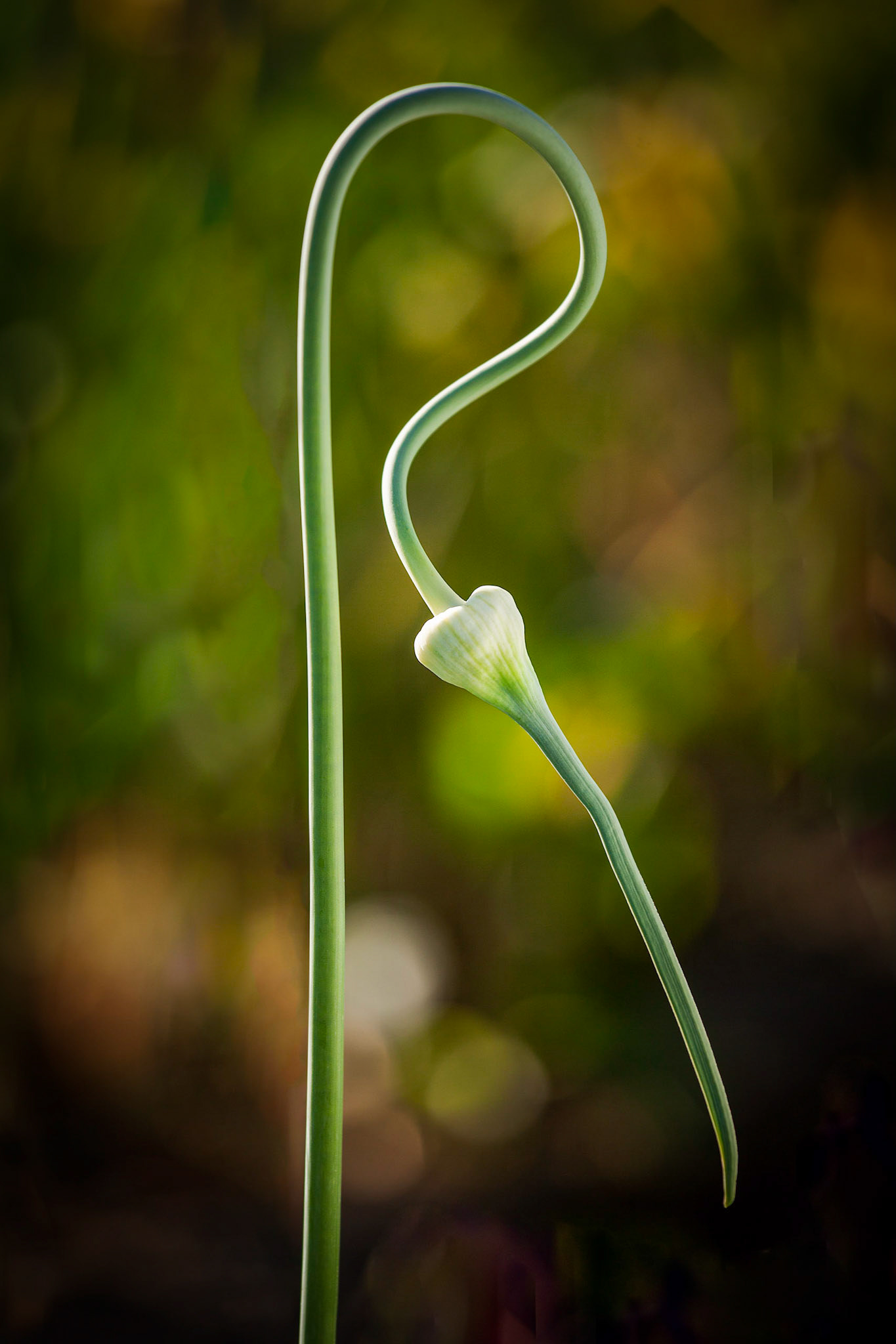 A beautiful twisted garlic scape in a garlic farm in Abbotsford, BC, Canada