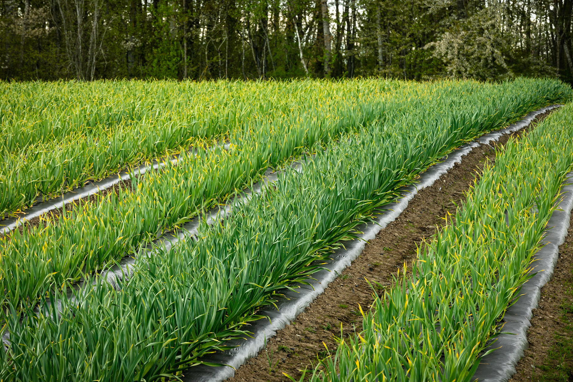 Garlic plant in a farm in Abbotsford, BC, Canada