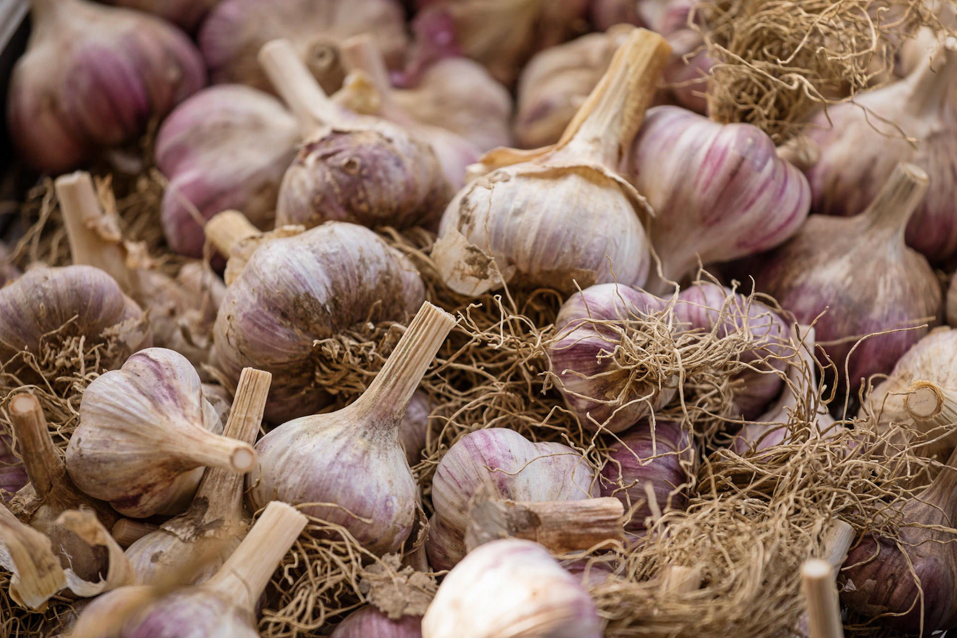 Freshly harvested garlic bulbs ready for storage