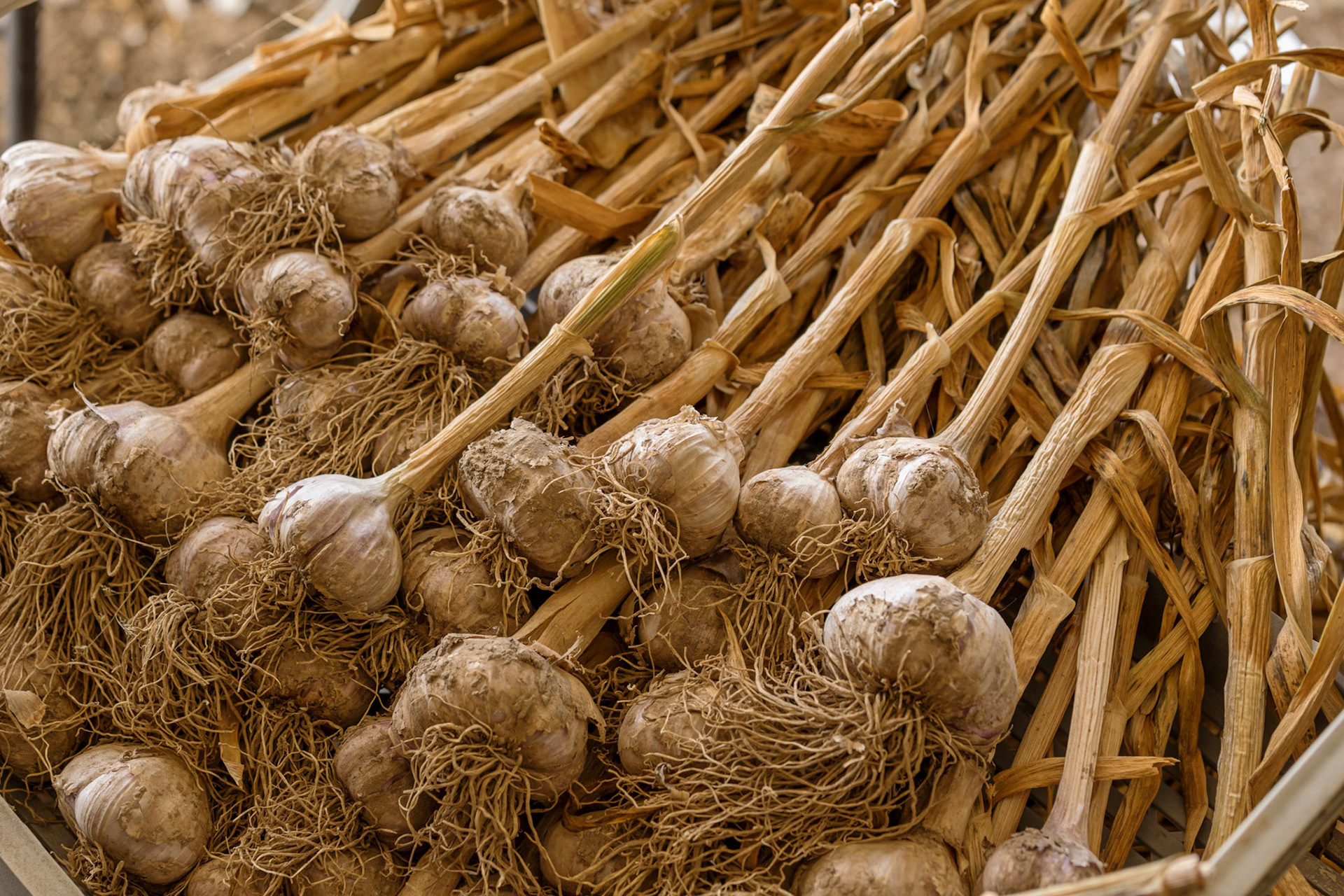 Freshly harvested organic garlic bulbs ready for pruning