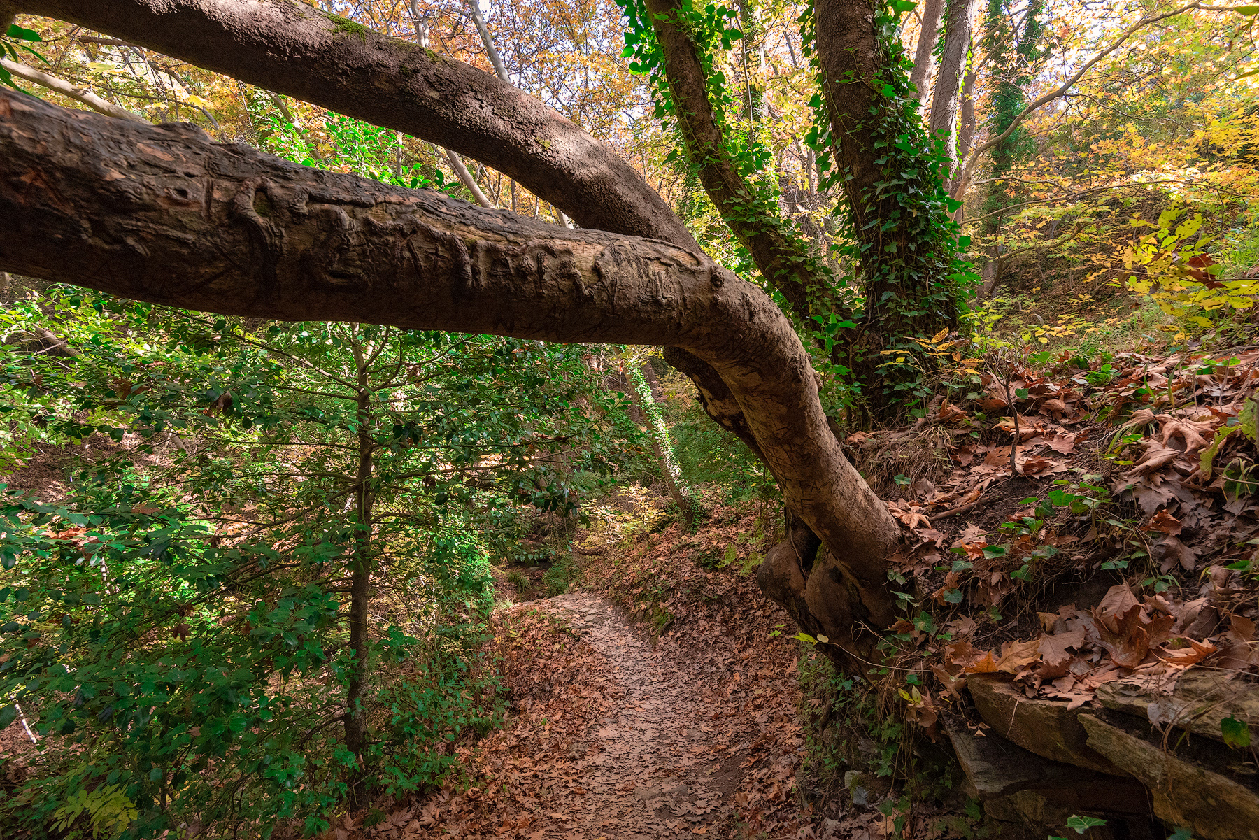 Centaur’s Path, Portaria