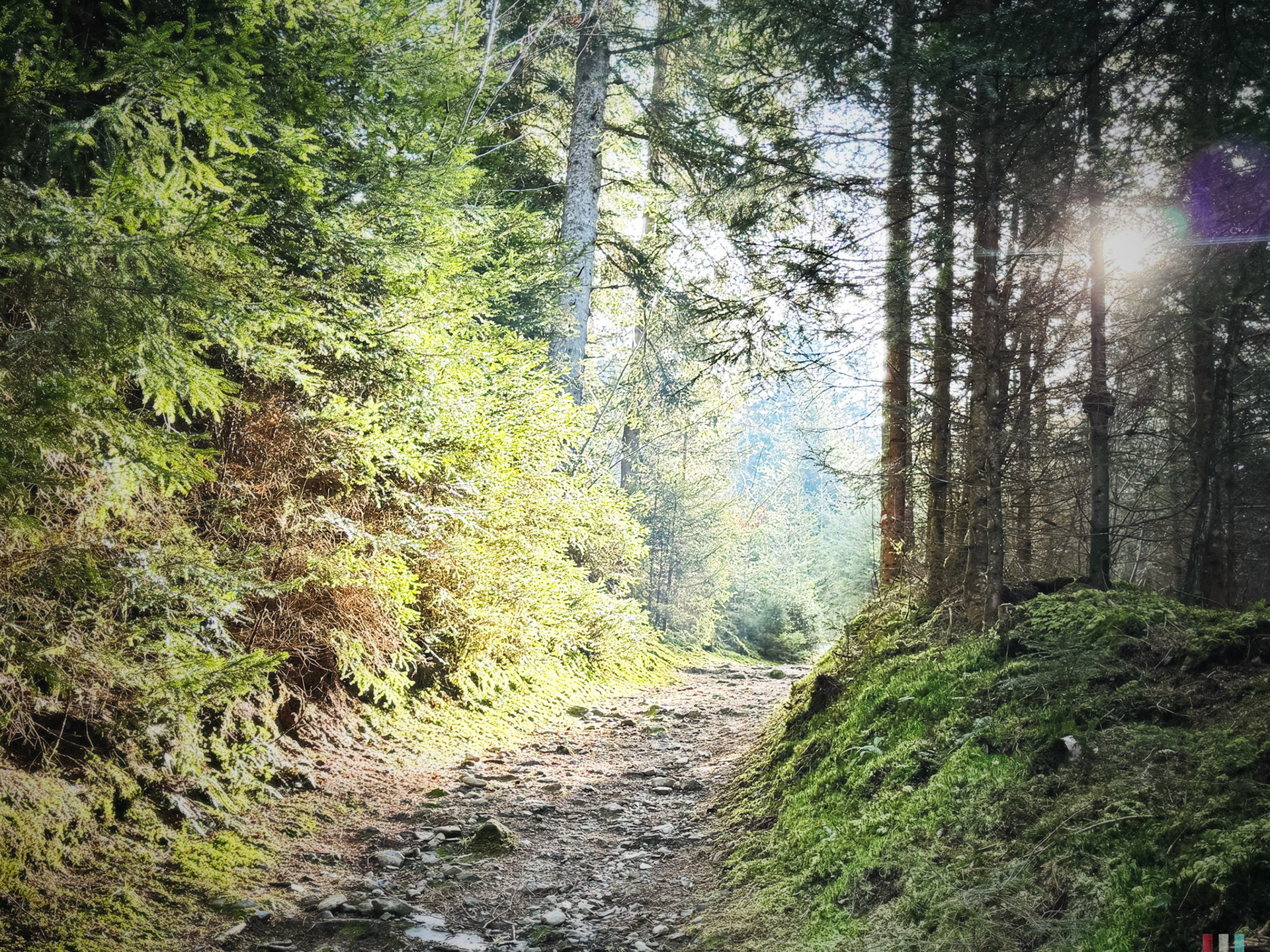 into the woods