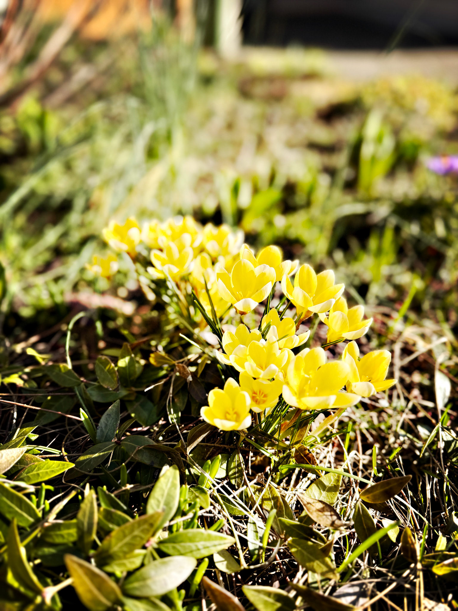 ...flowers.