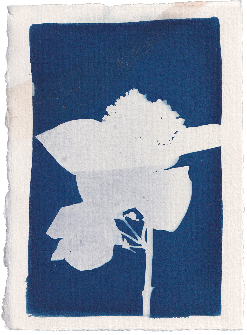 Cyanotype Sun Prints — Hooray for Rain!