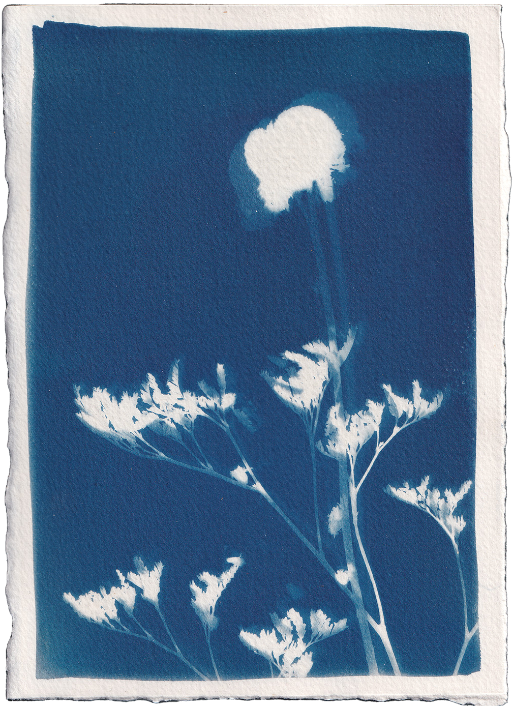 Cyanotype Sun Prints — Hooray for Rain!