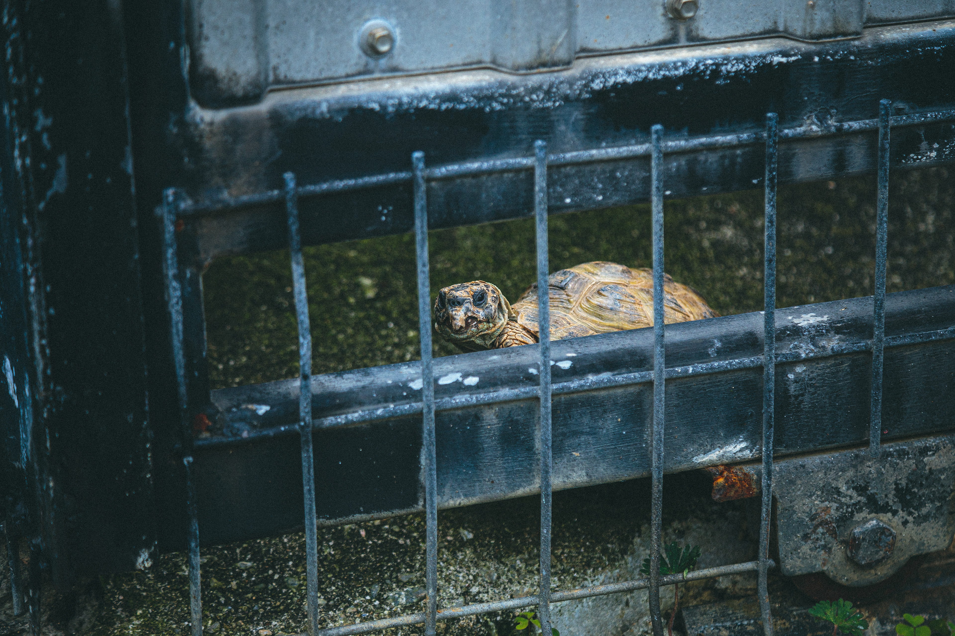 Daily Tortoise 5/10  -  Chase -