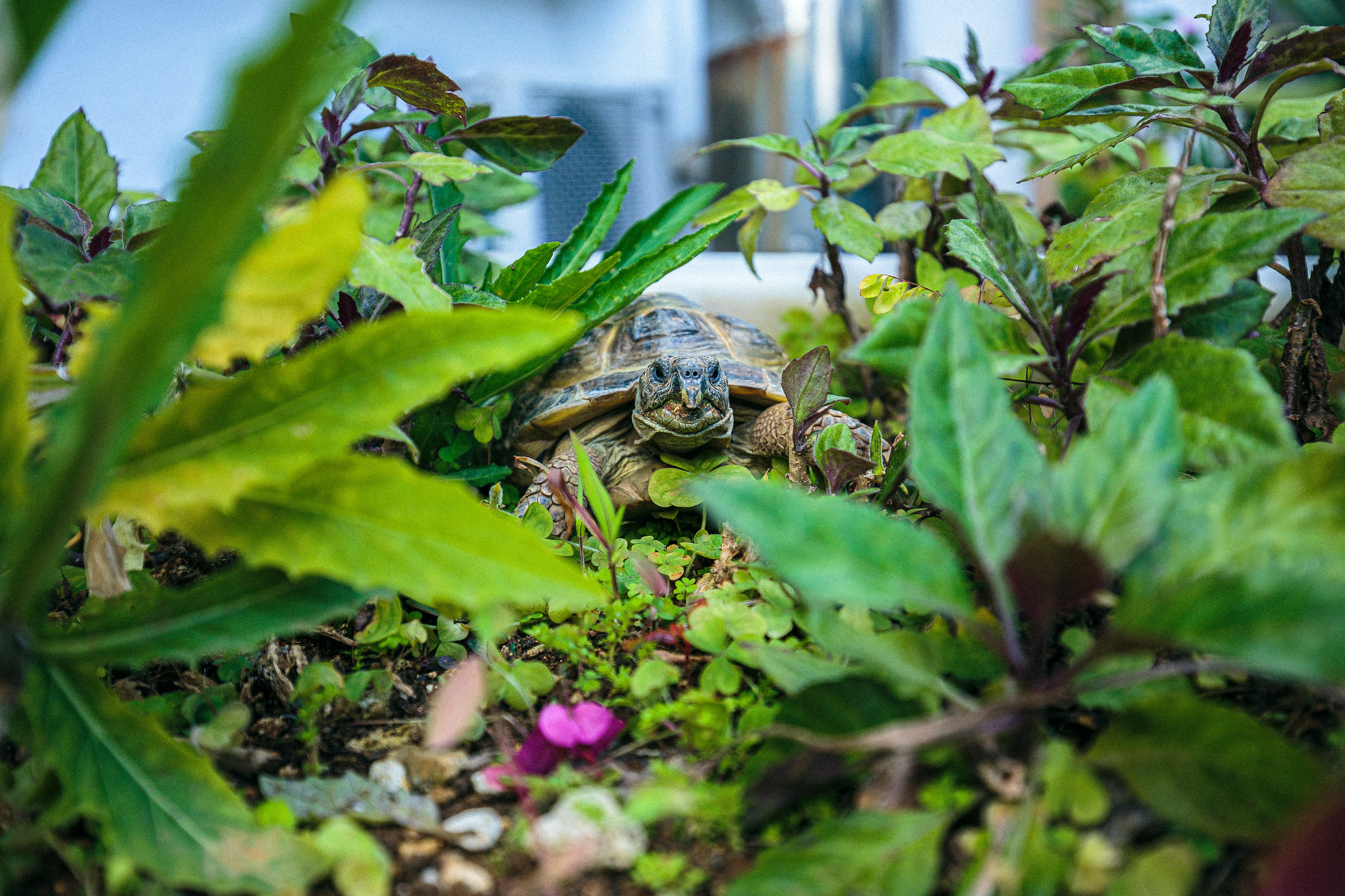 Daily Tortoise 4/10  - gardening -