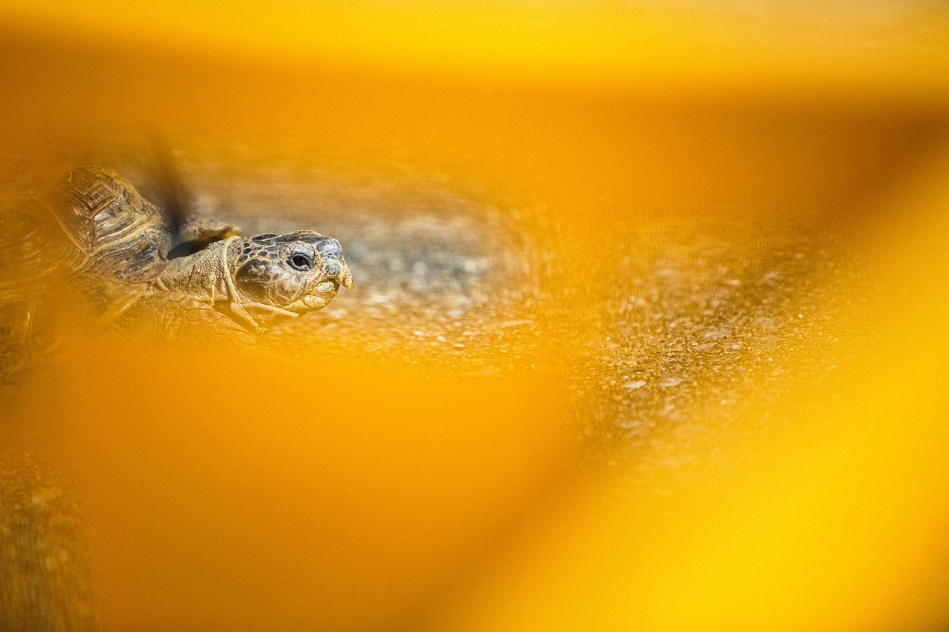 Daily Tortoise 10/10  - gaze -