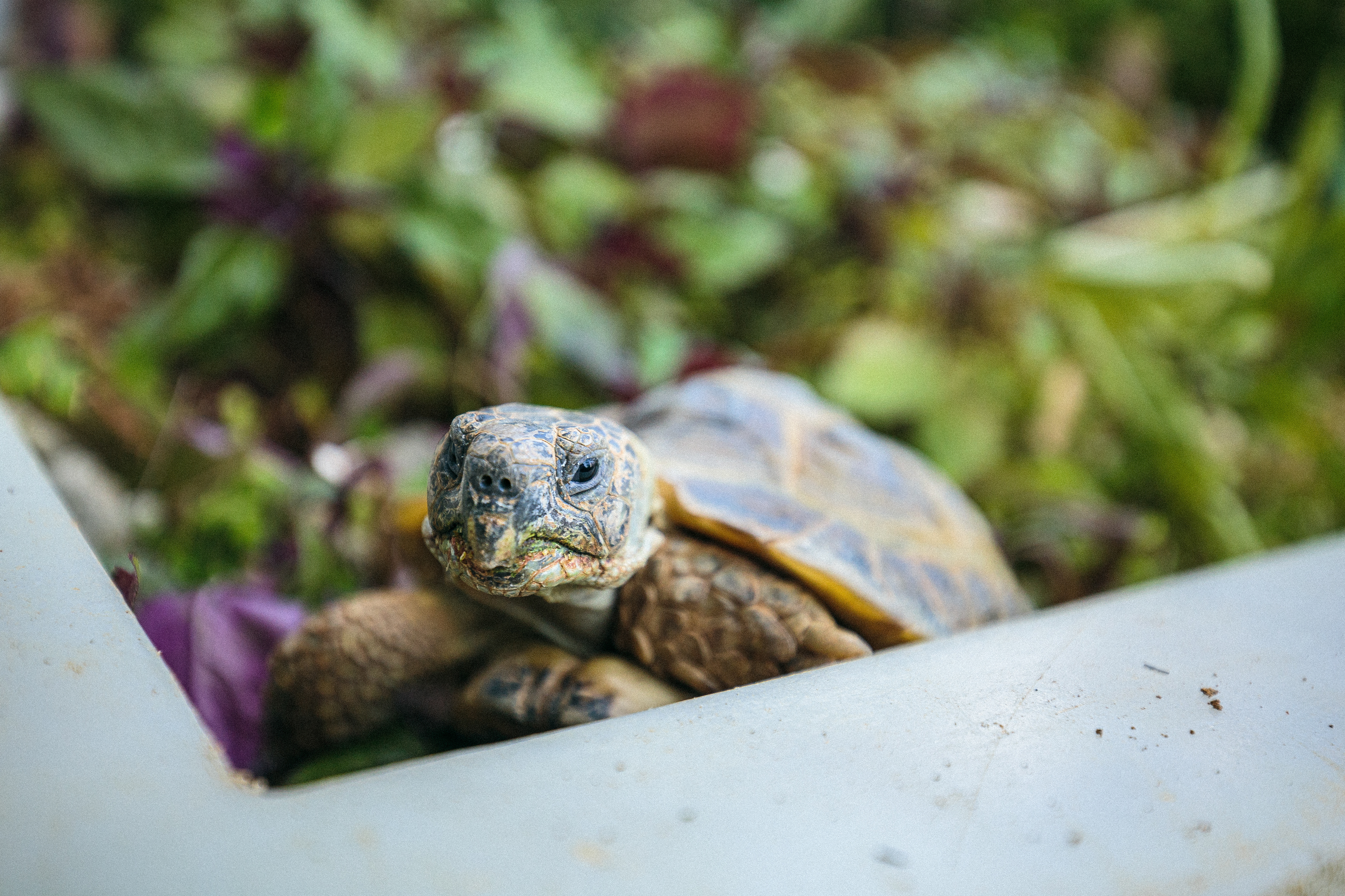 Daily Tortoise 1/10  - awakening -