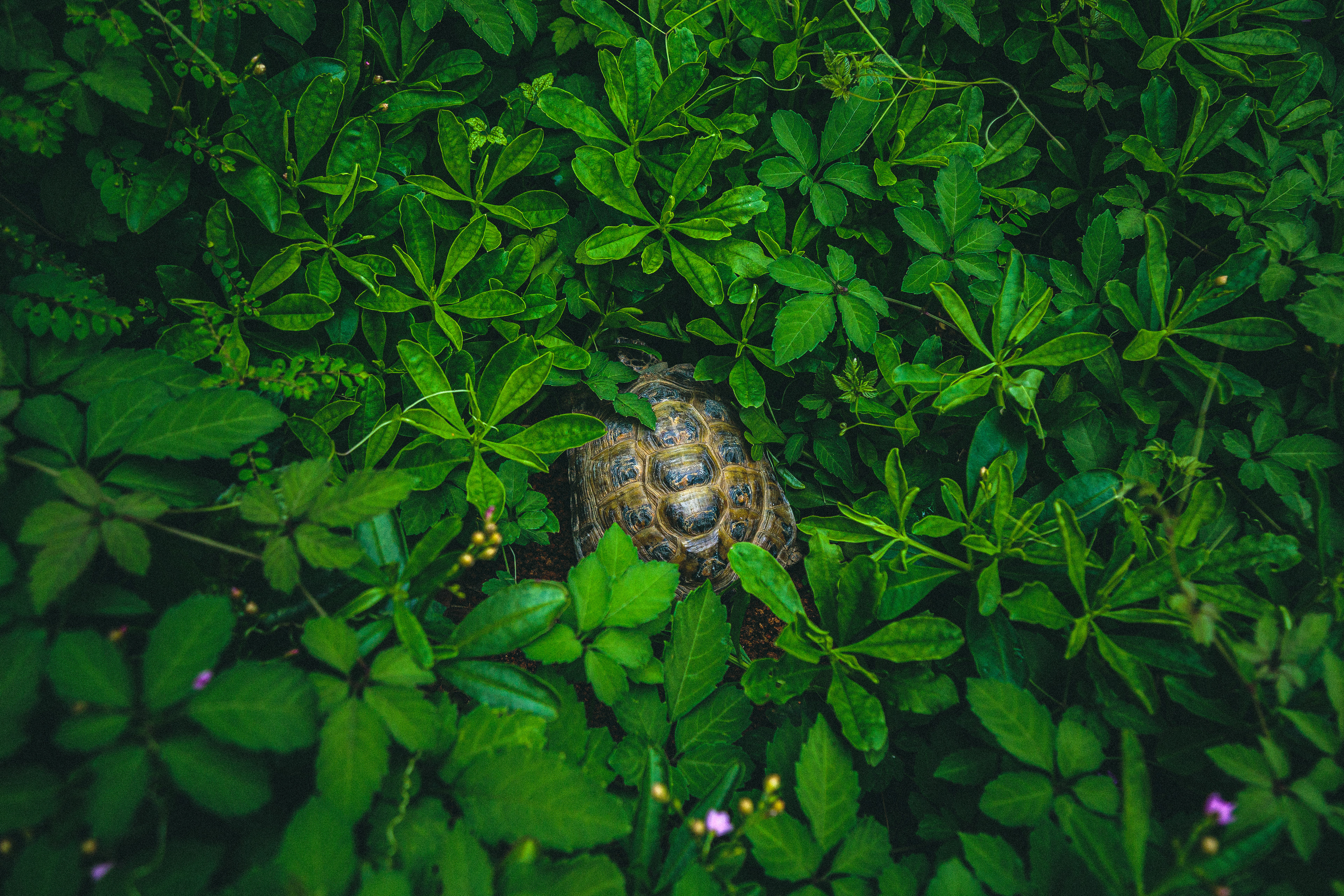 Daily Tortoise 8/10  - hide and seek -